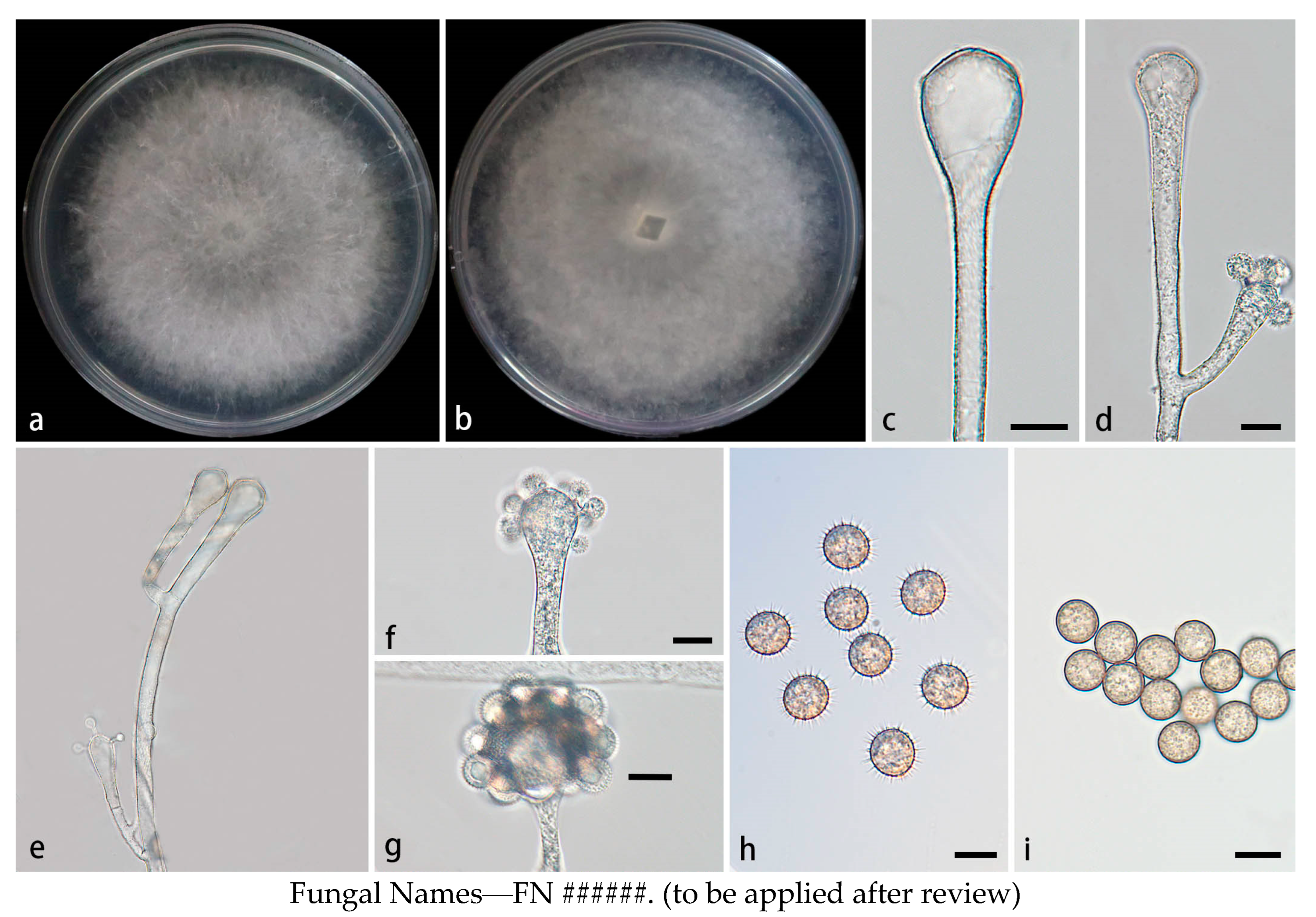 Preprints 155861 g002