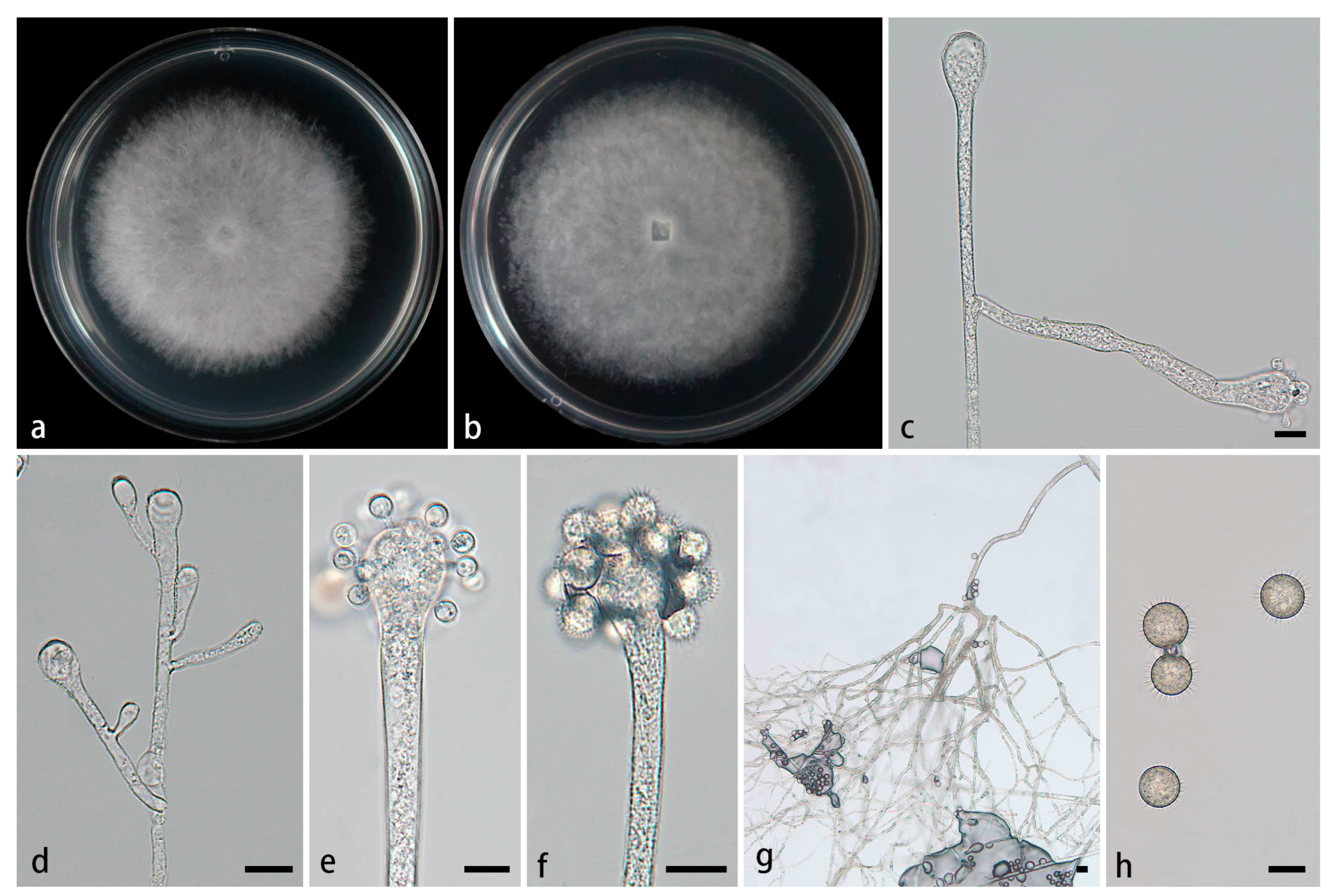 Preprints 155861 g006