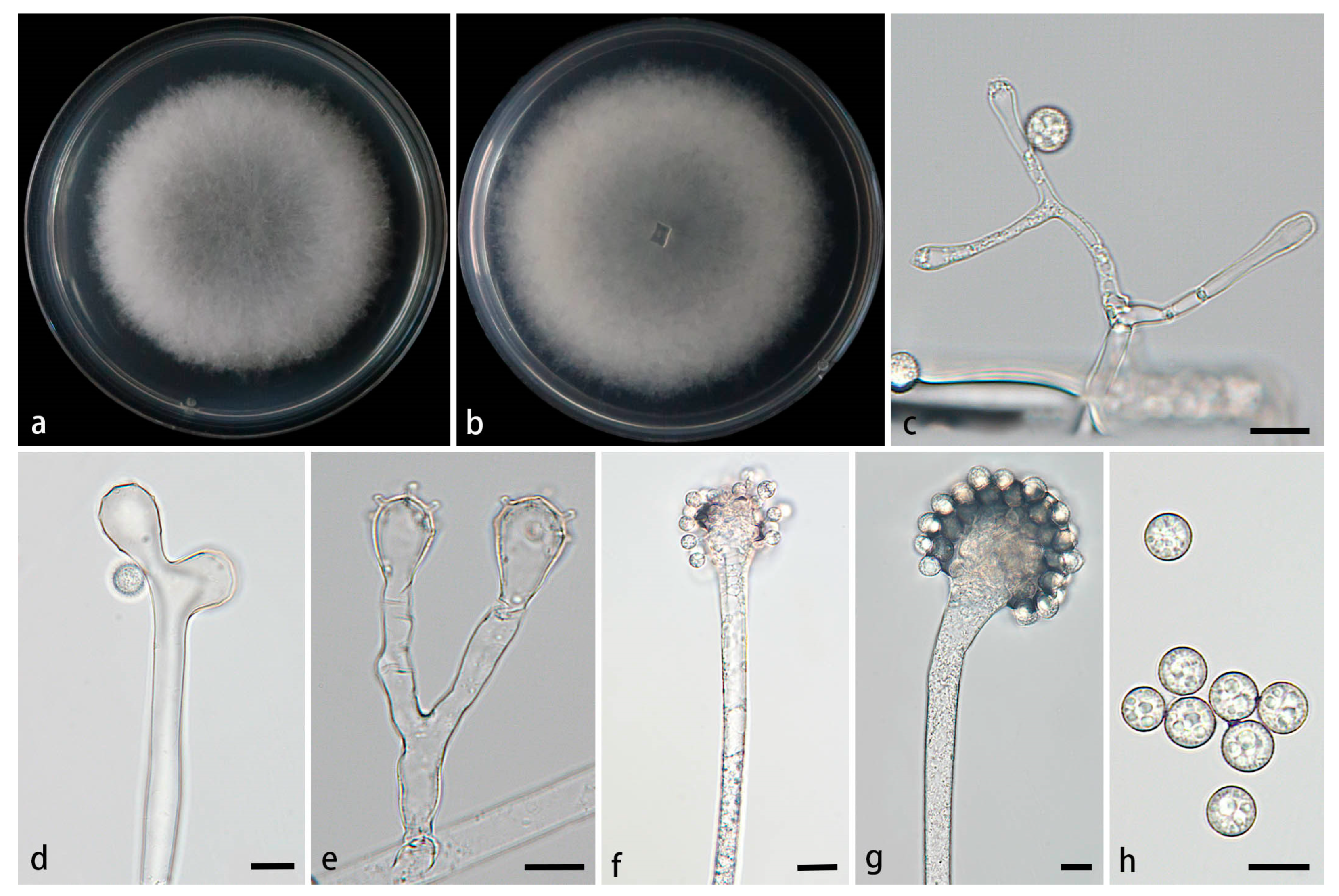 Preprints 155861 g007