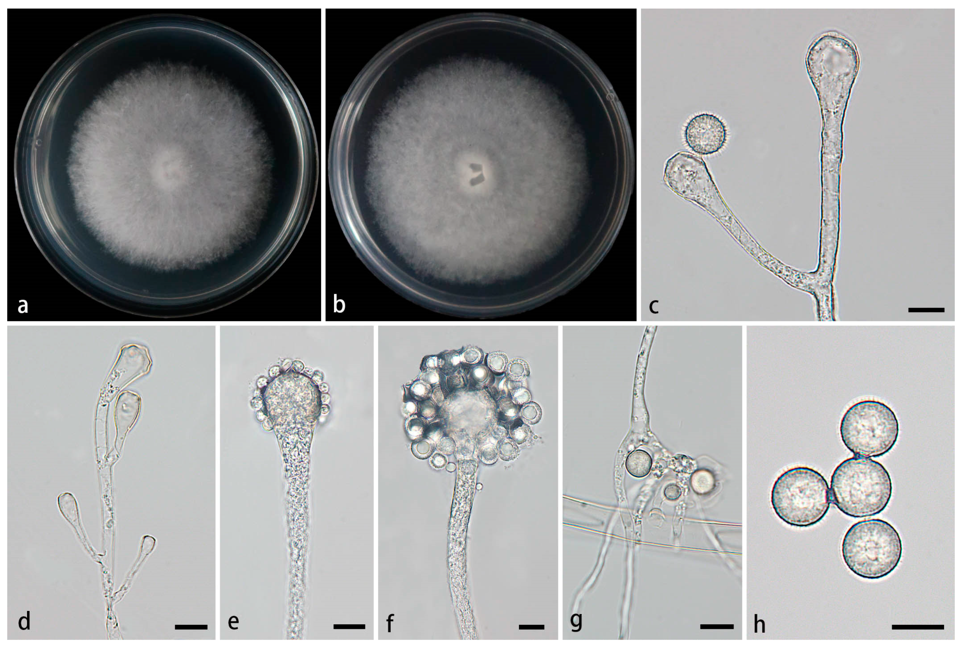 Preprints 155861 g008