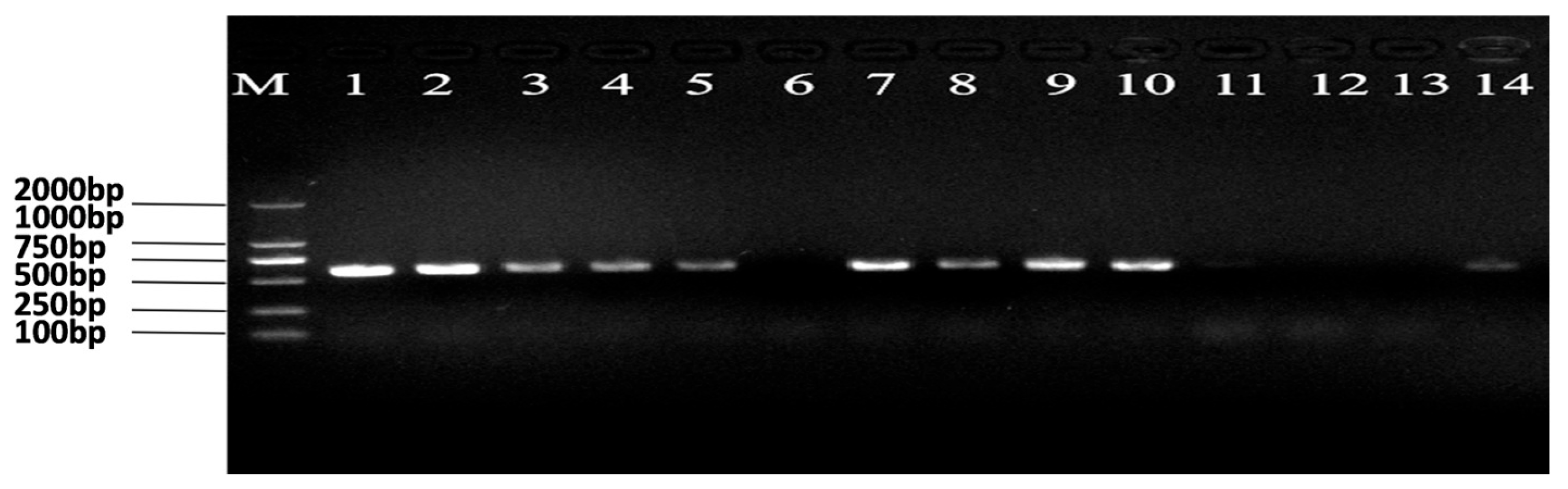 Preprints 194005 g001