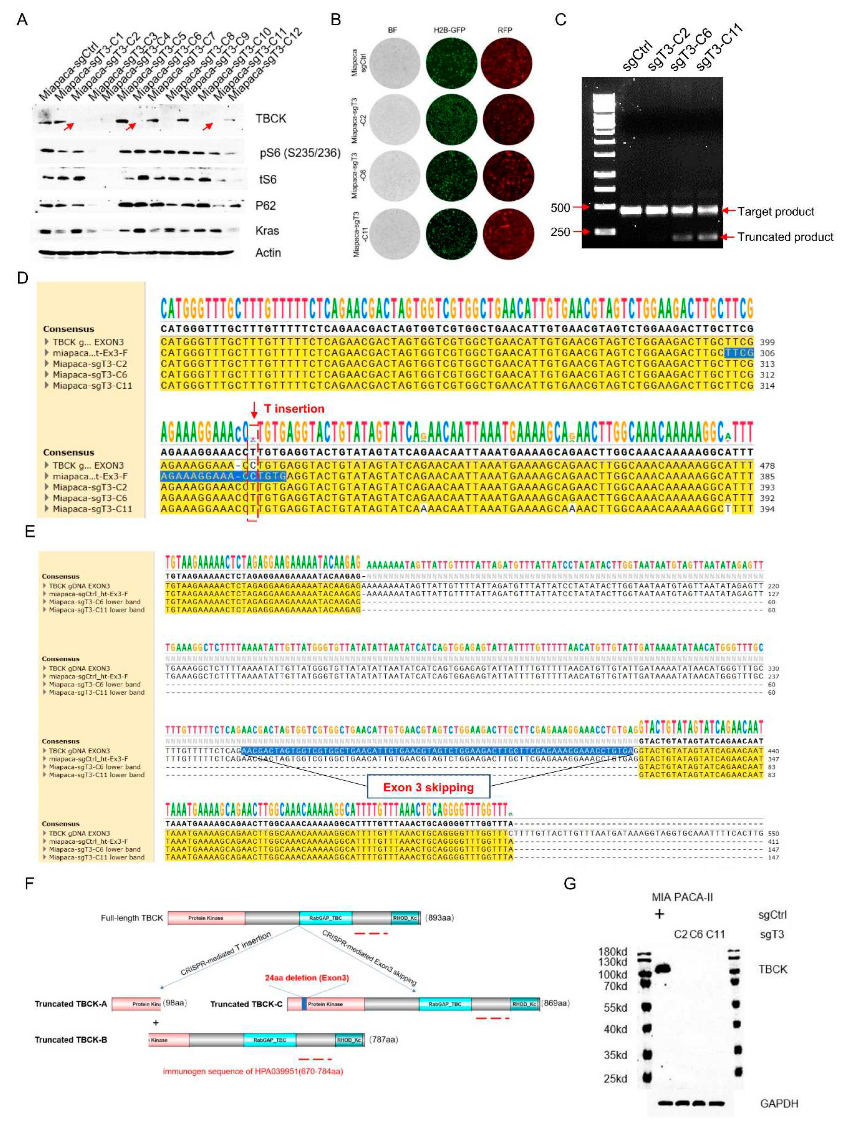 Preprints 82141 g006