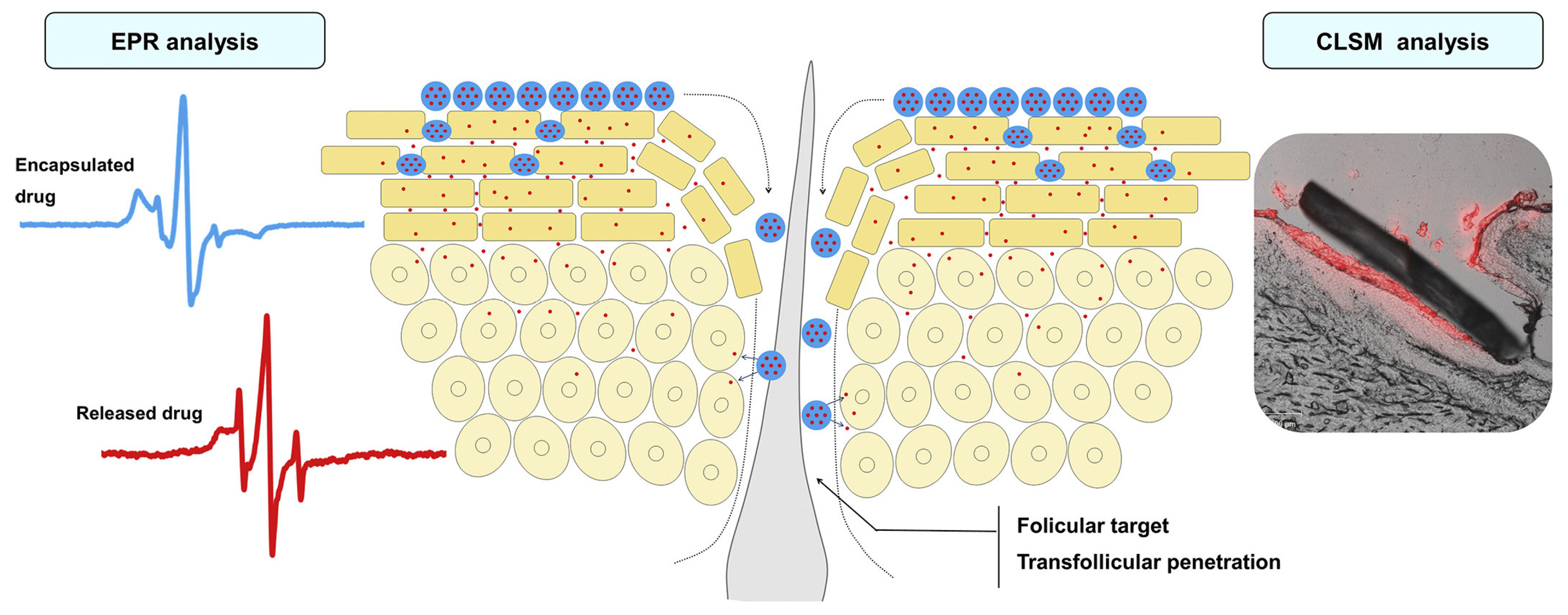 Preprints 151849 g003