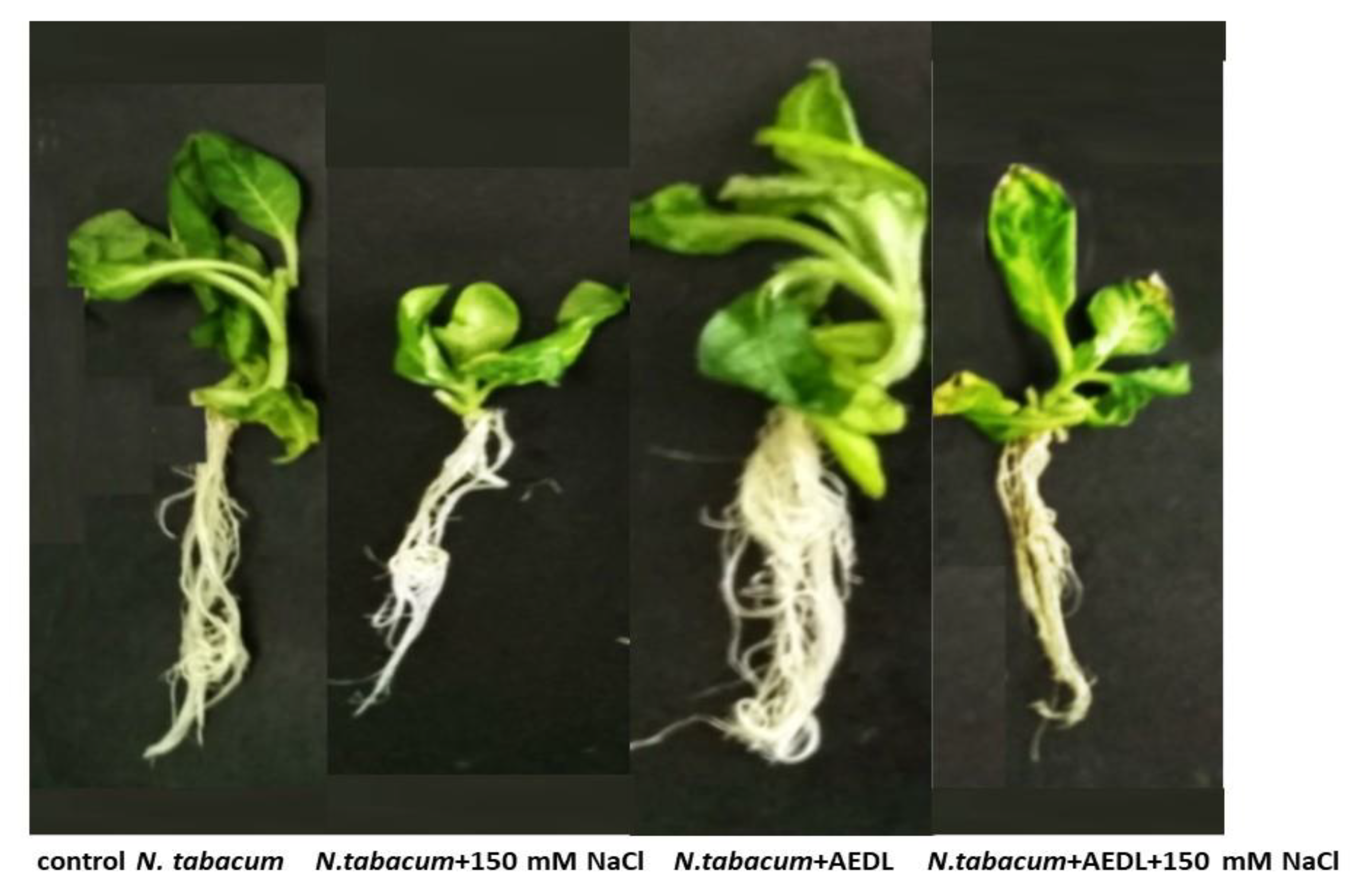 Preprints 121644 g001