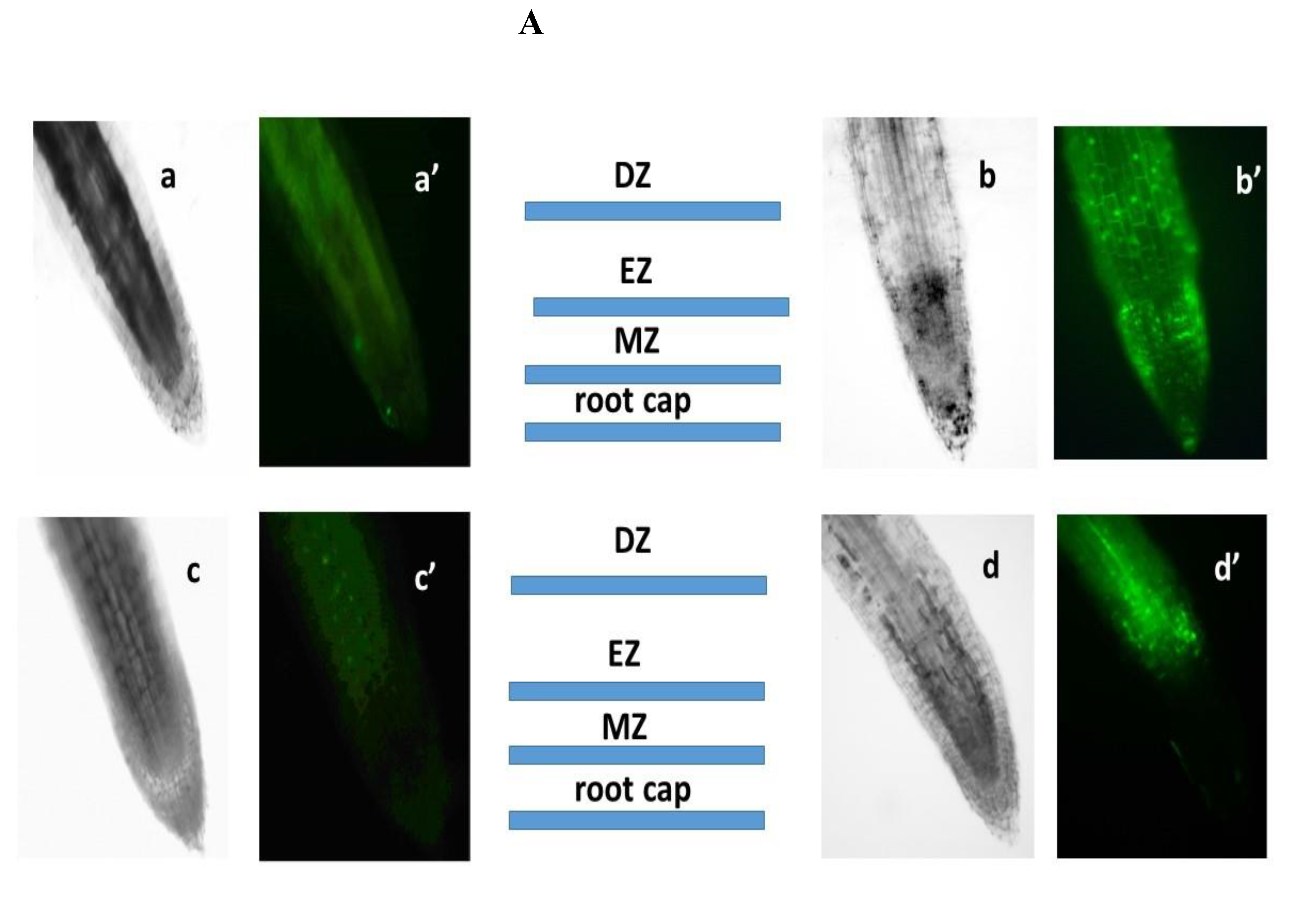 Preprints 121644 g003a