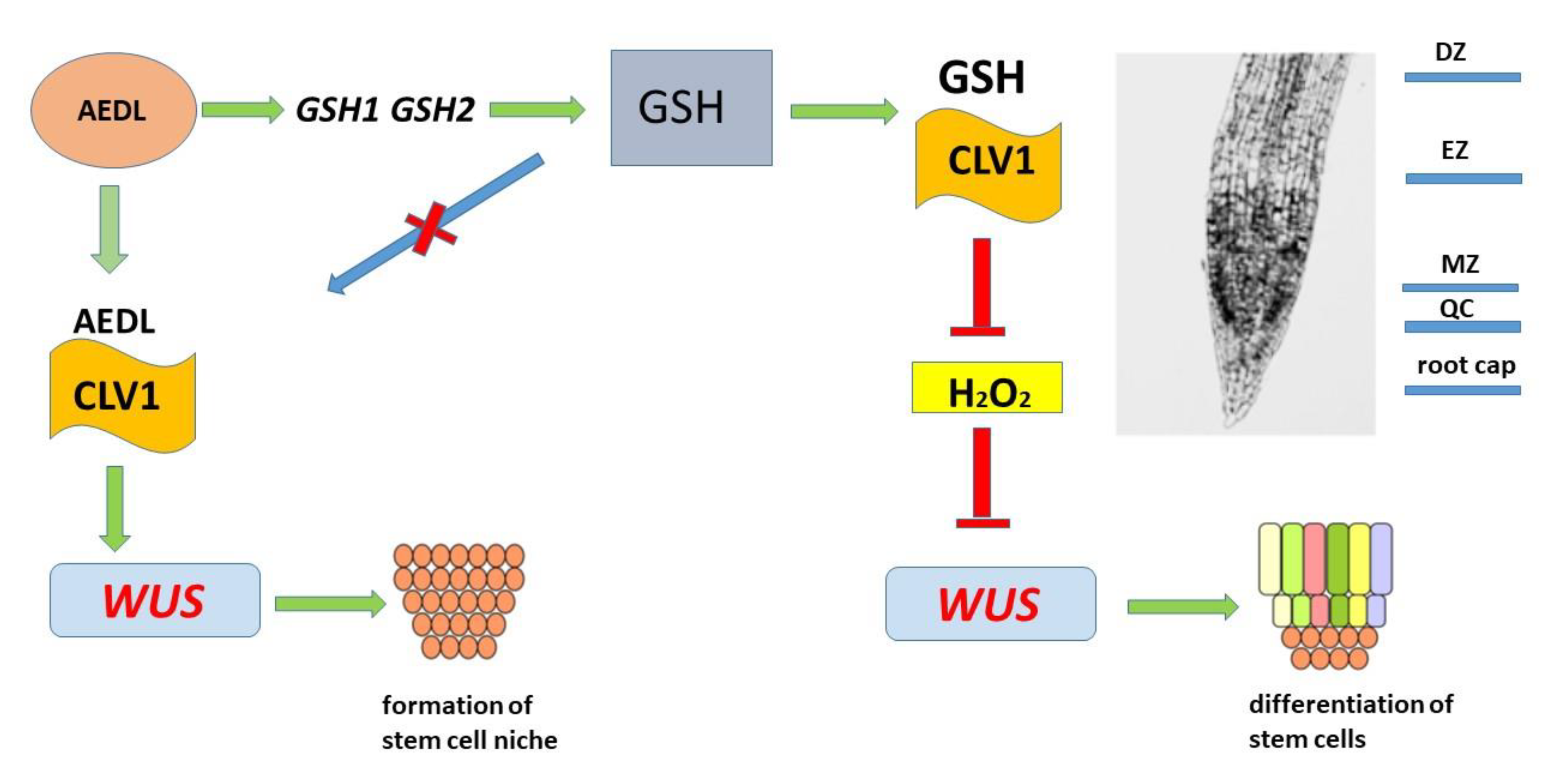 Preprints 121644 g007