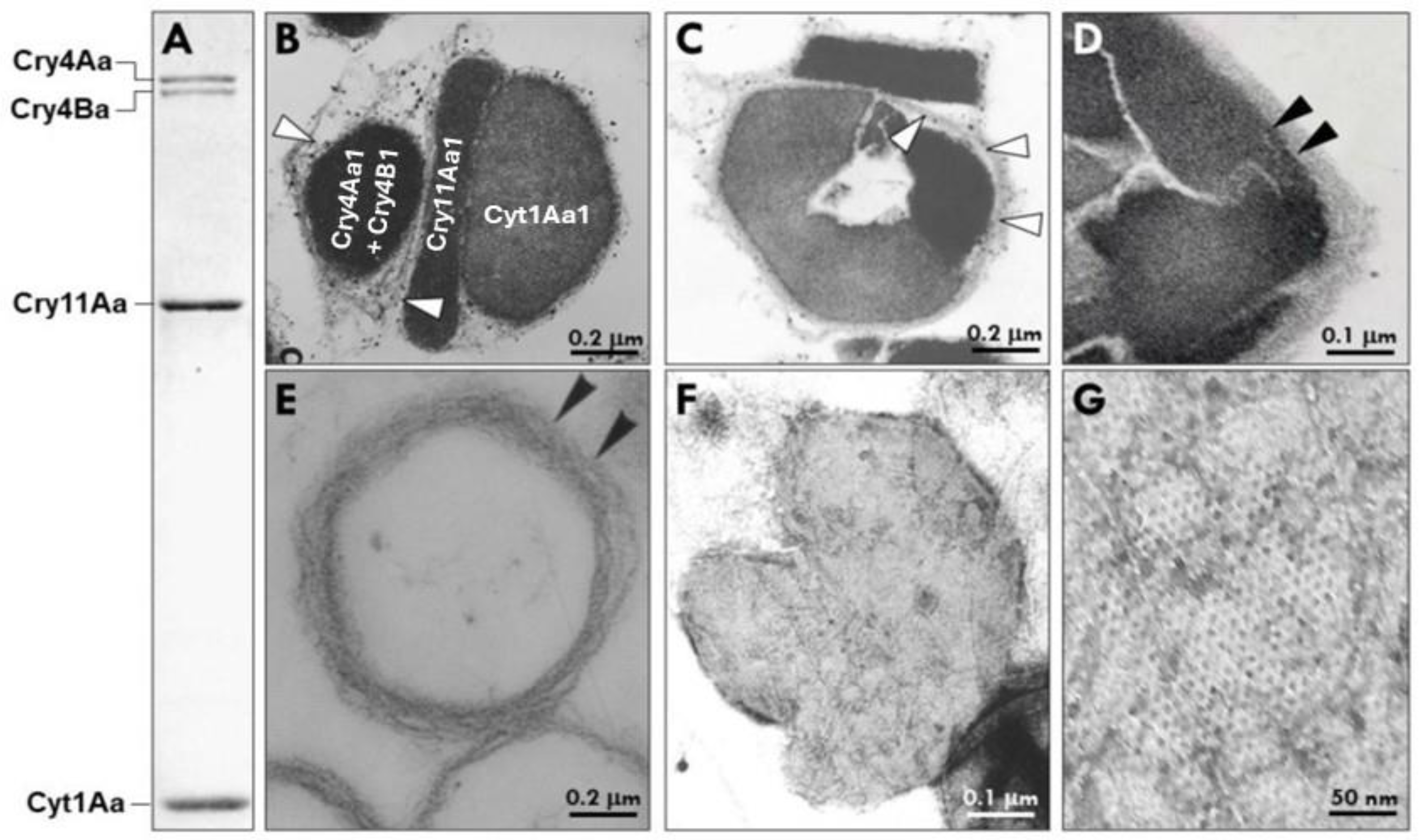 Preprints 209556 g001