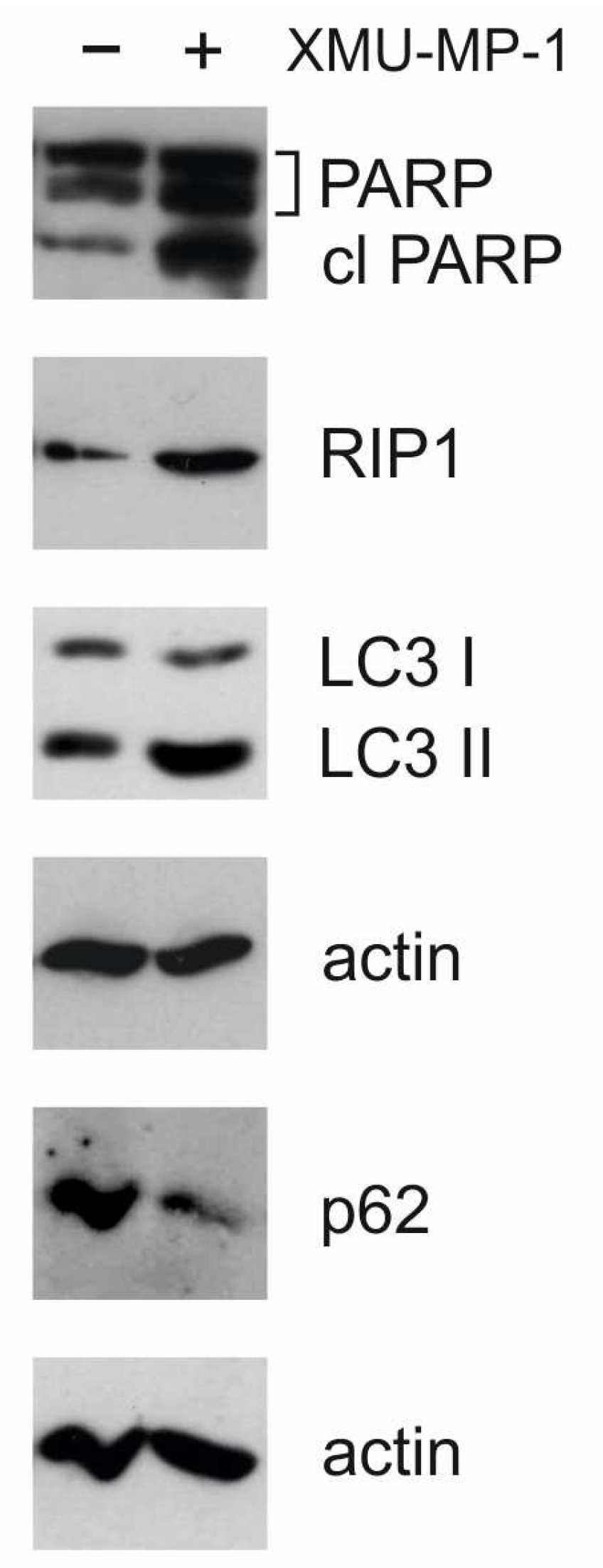 Preprints 158616 g007