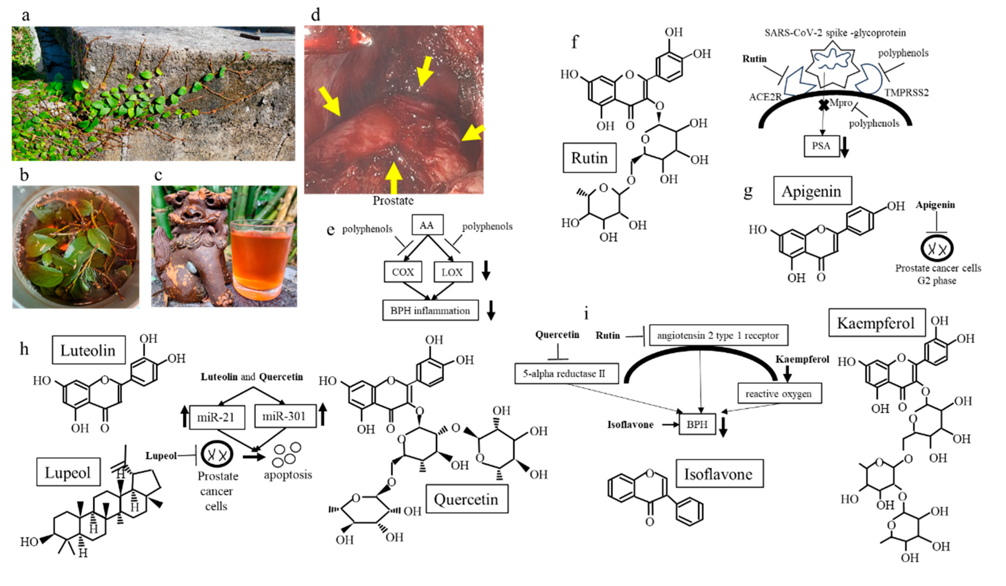 Preprints 140623 g001