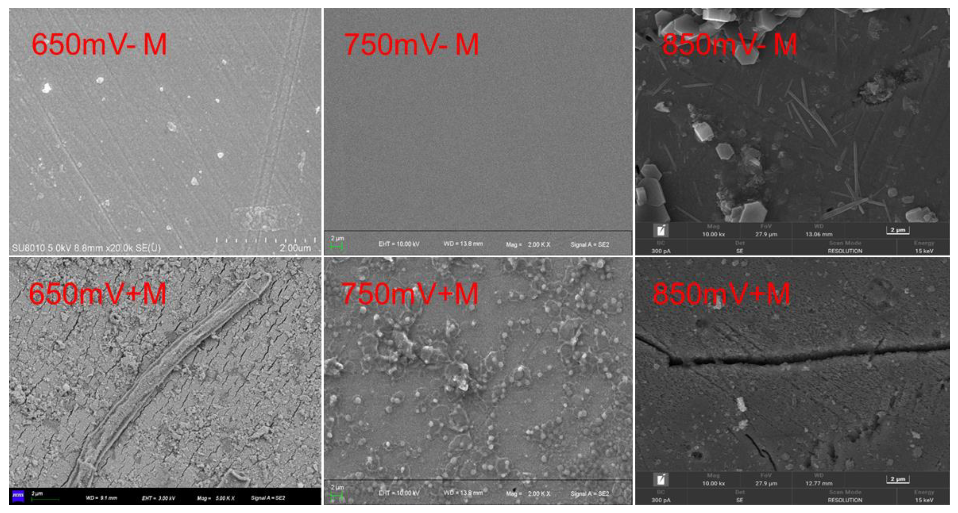 Preprints 152473 g003