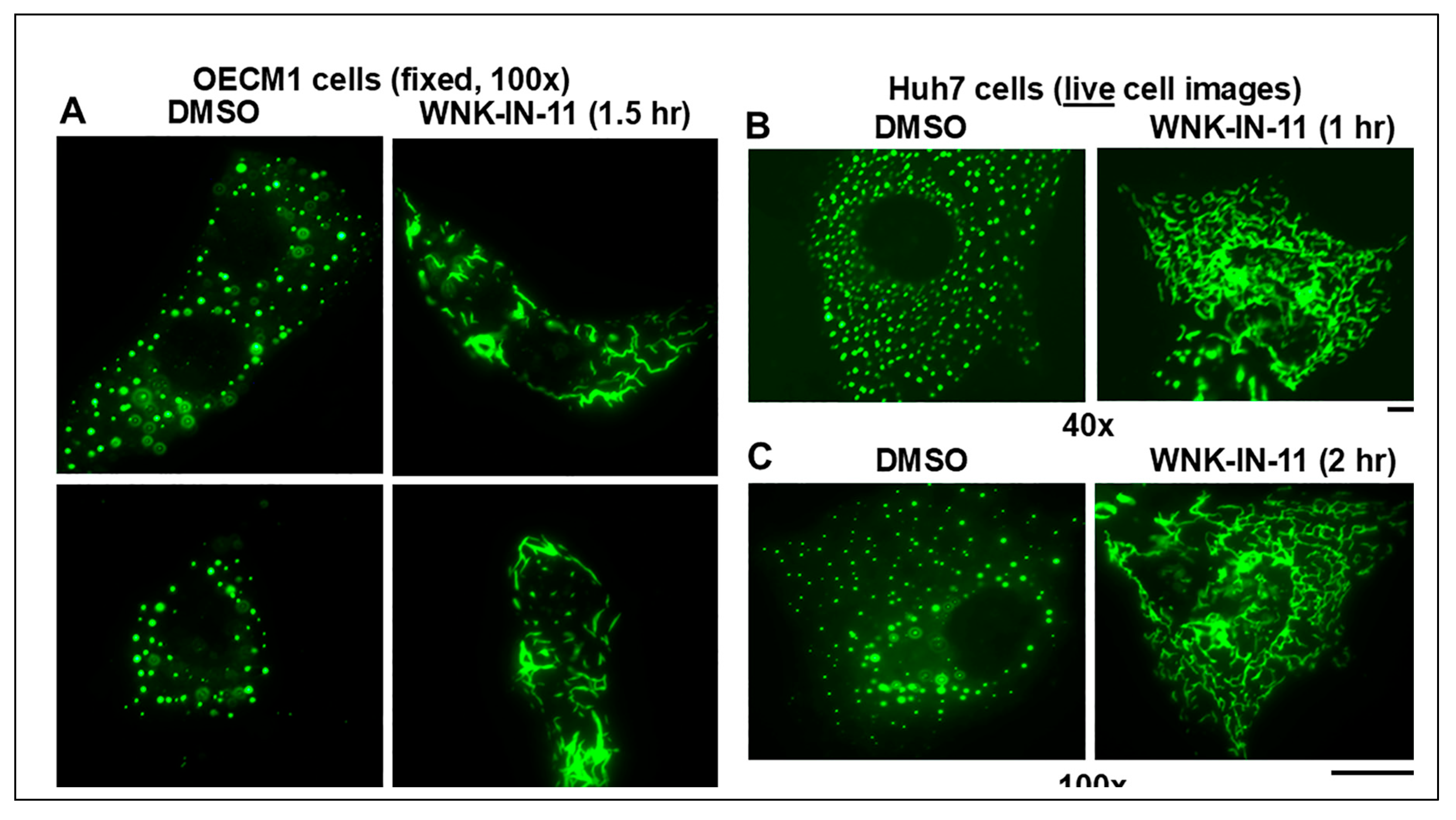 Preprints 151277 g005