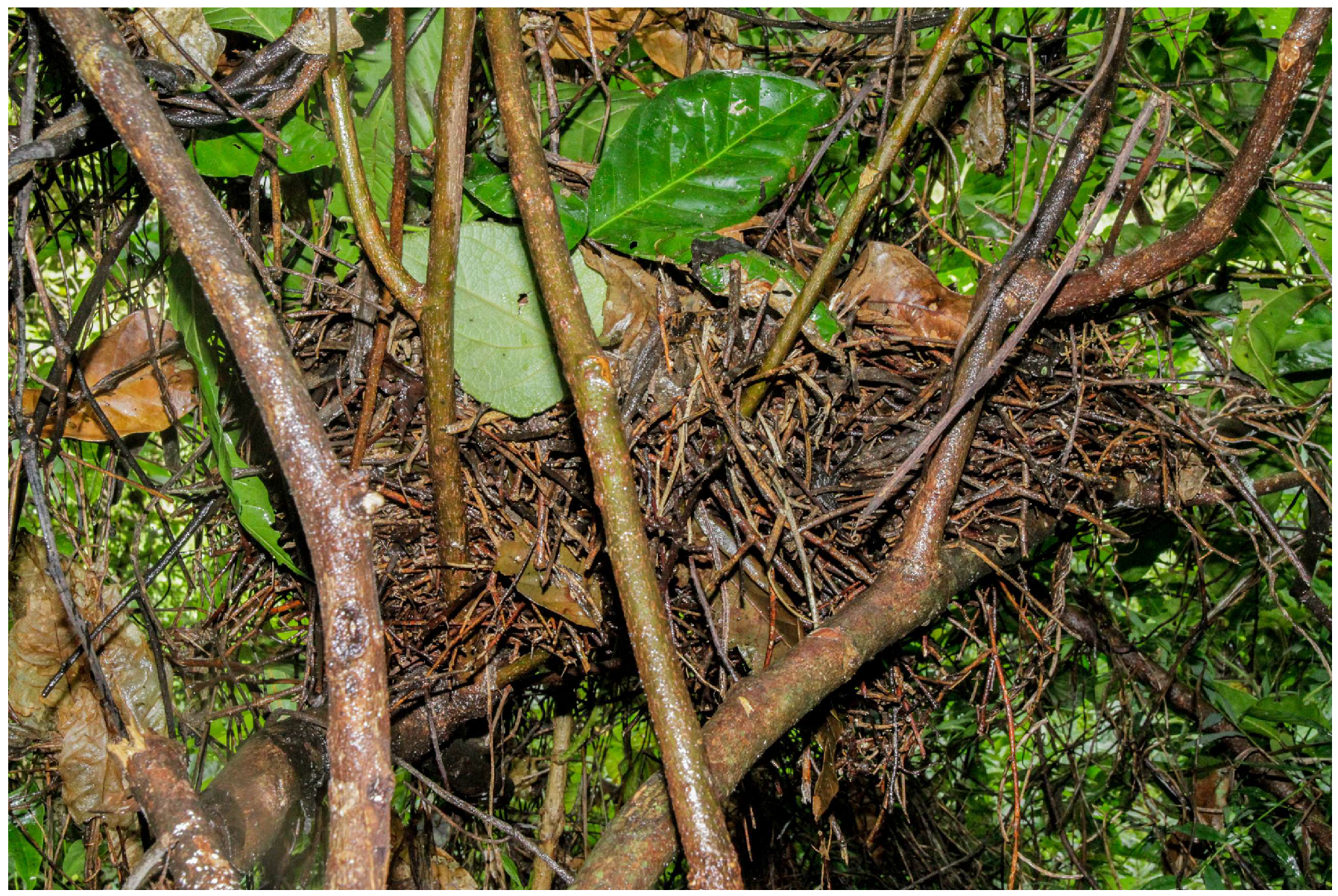 Preprints 193012 g004