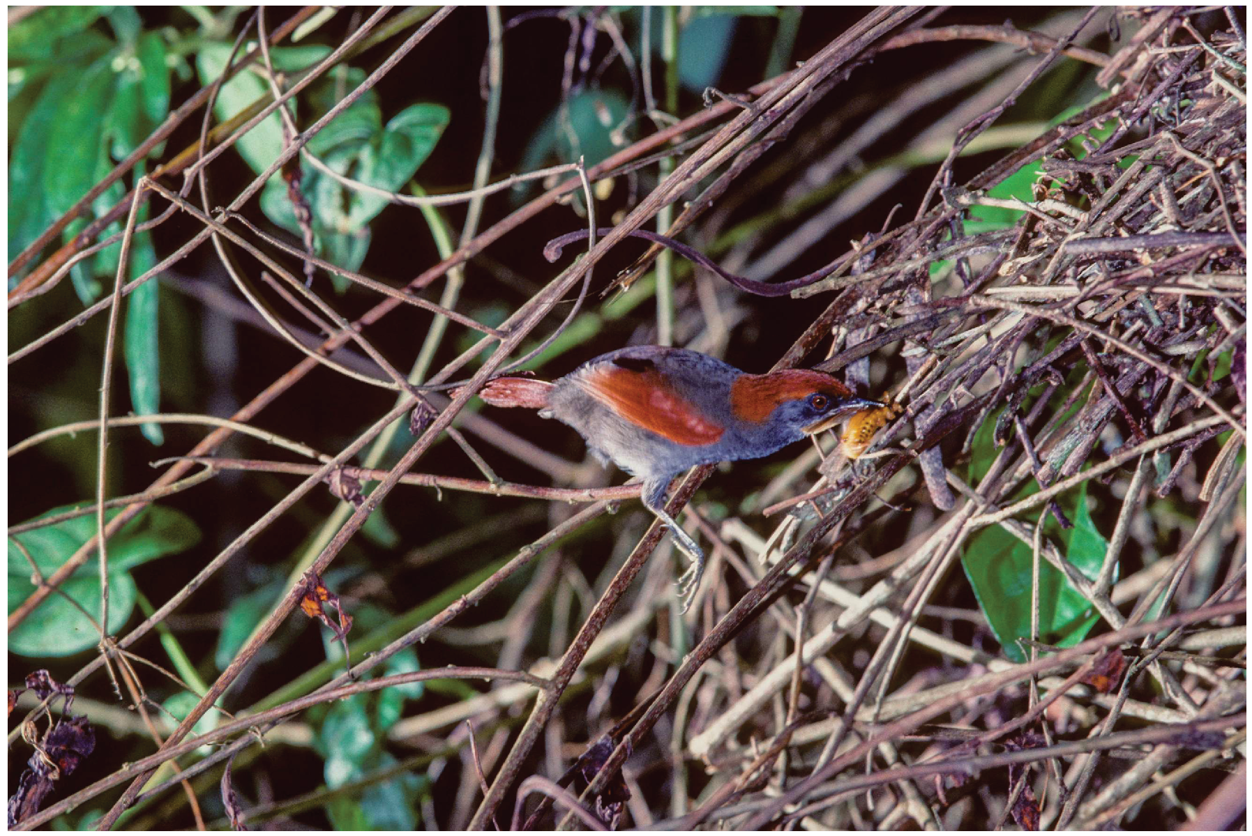 Preprints 193012 g006