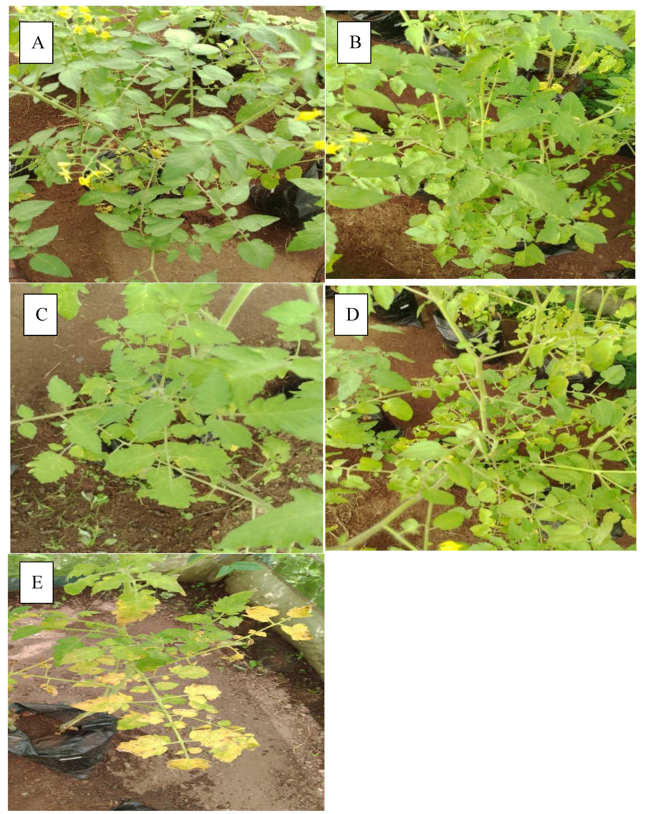 Preprints 145491 i002