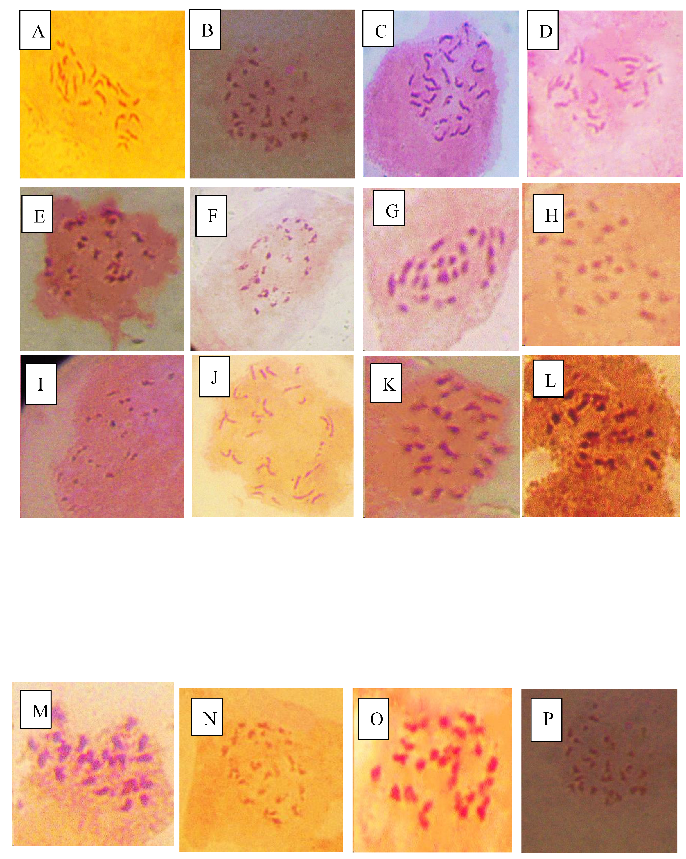 Preprints 145491 i003a