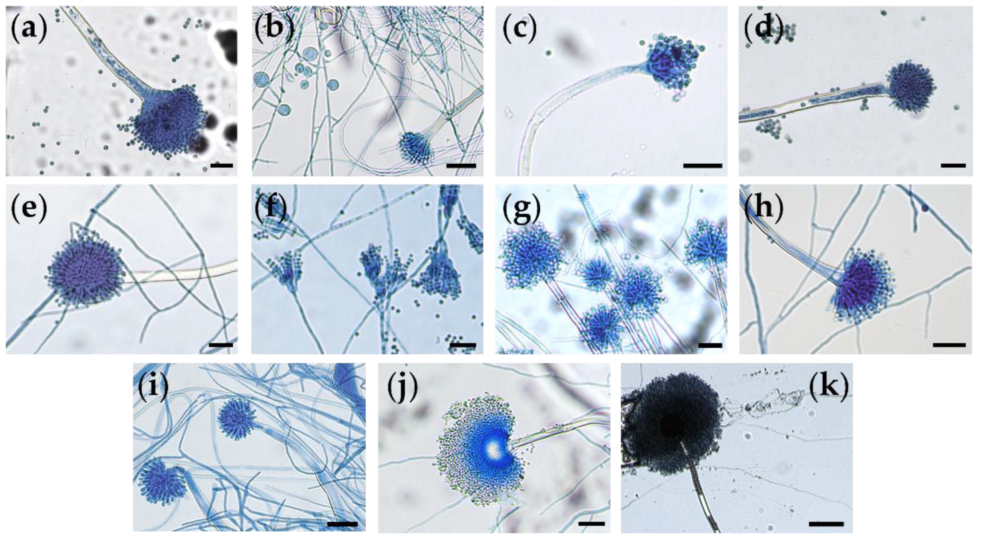 Preprints 223426 g003