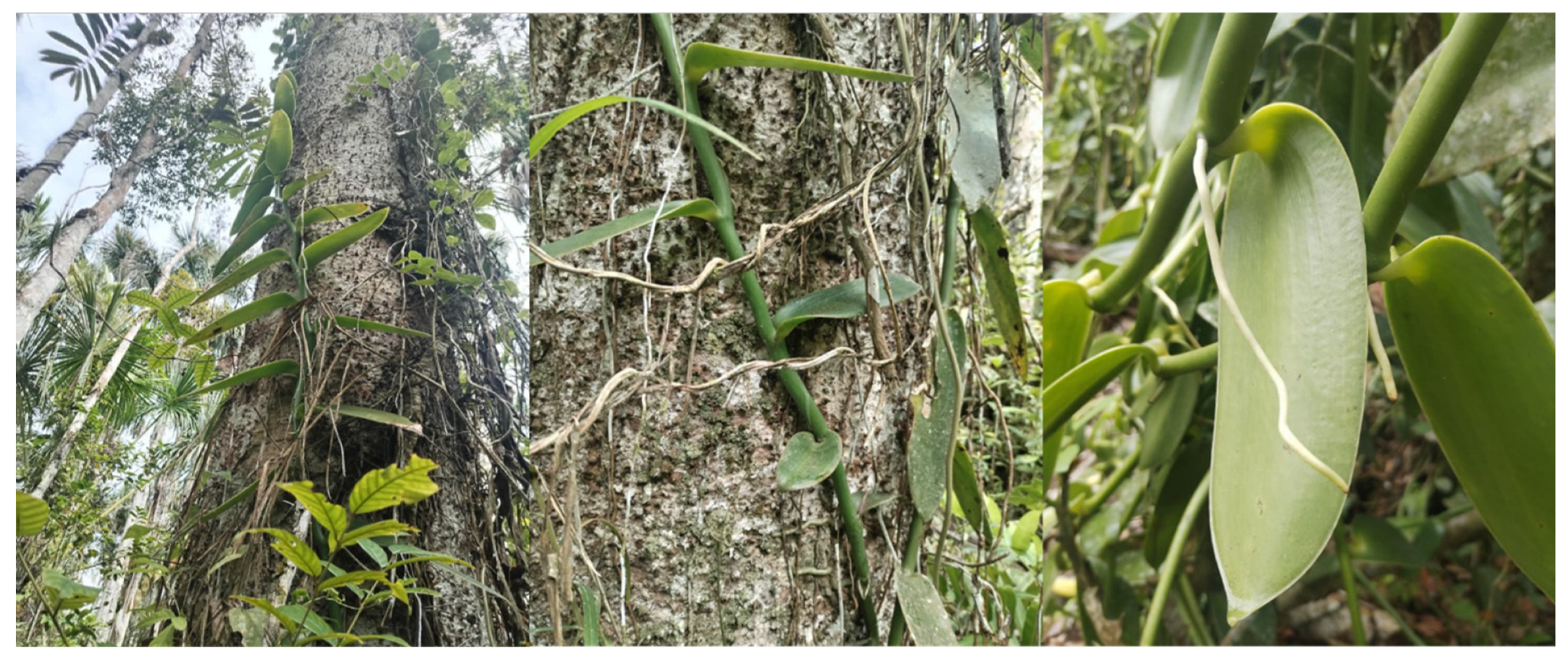 Preprints 178548 g002