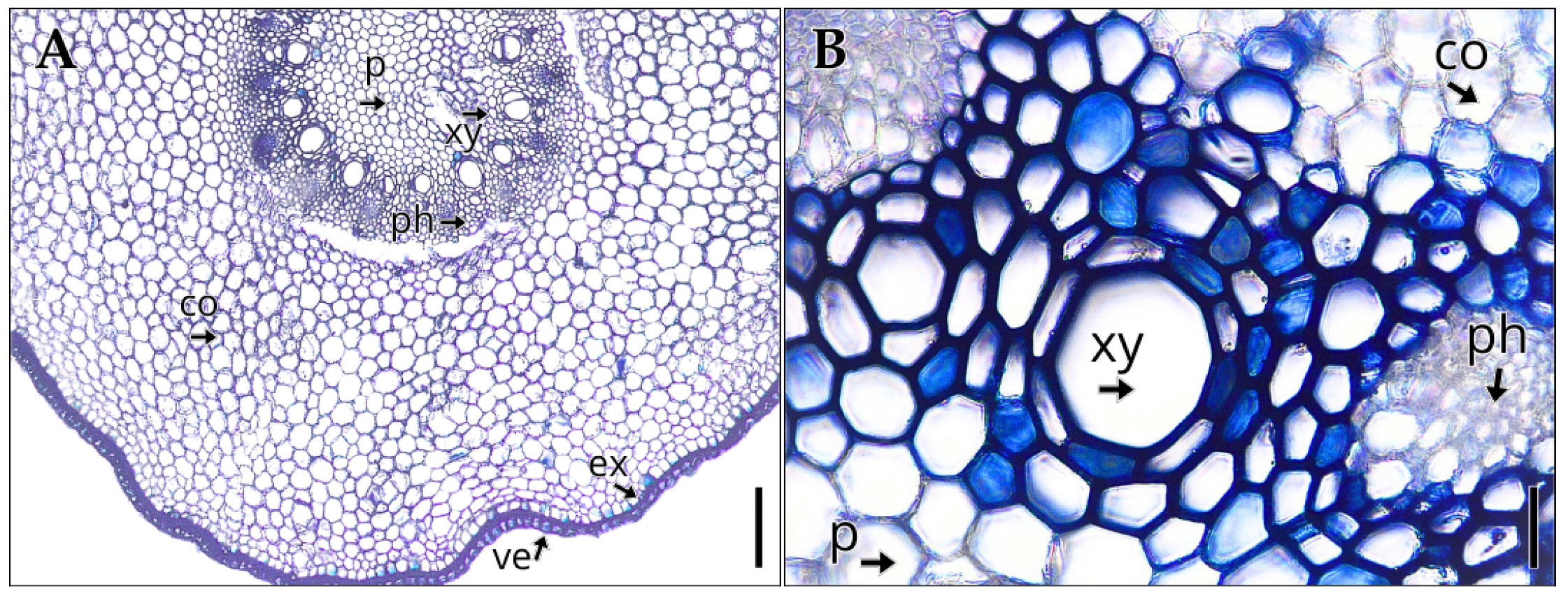 Preprints 178548 g005