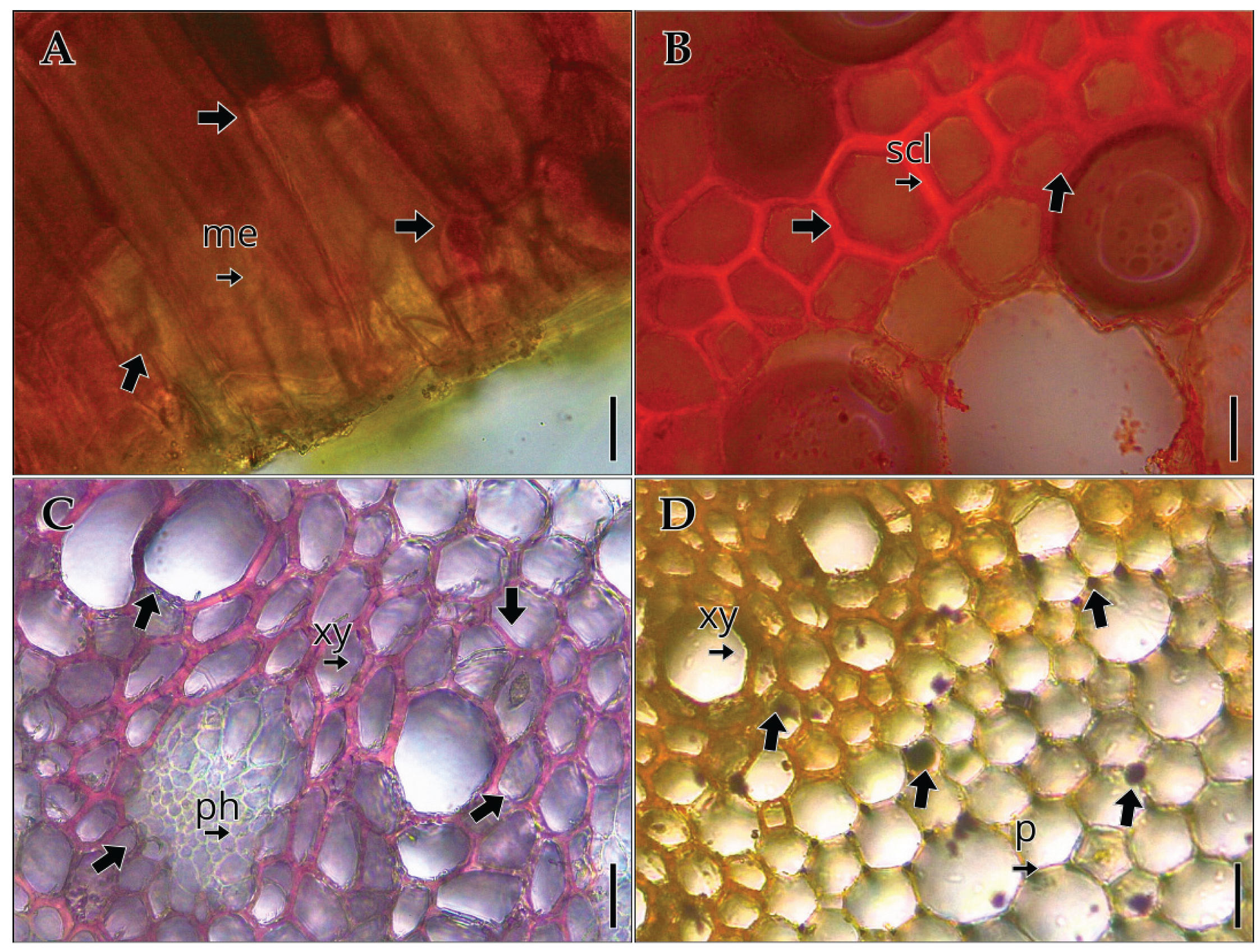 Preprints 178548 g006