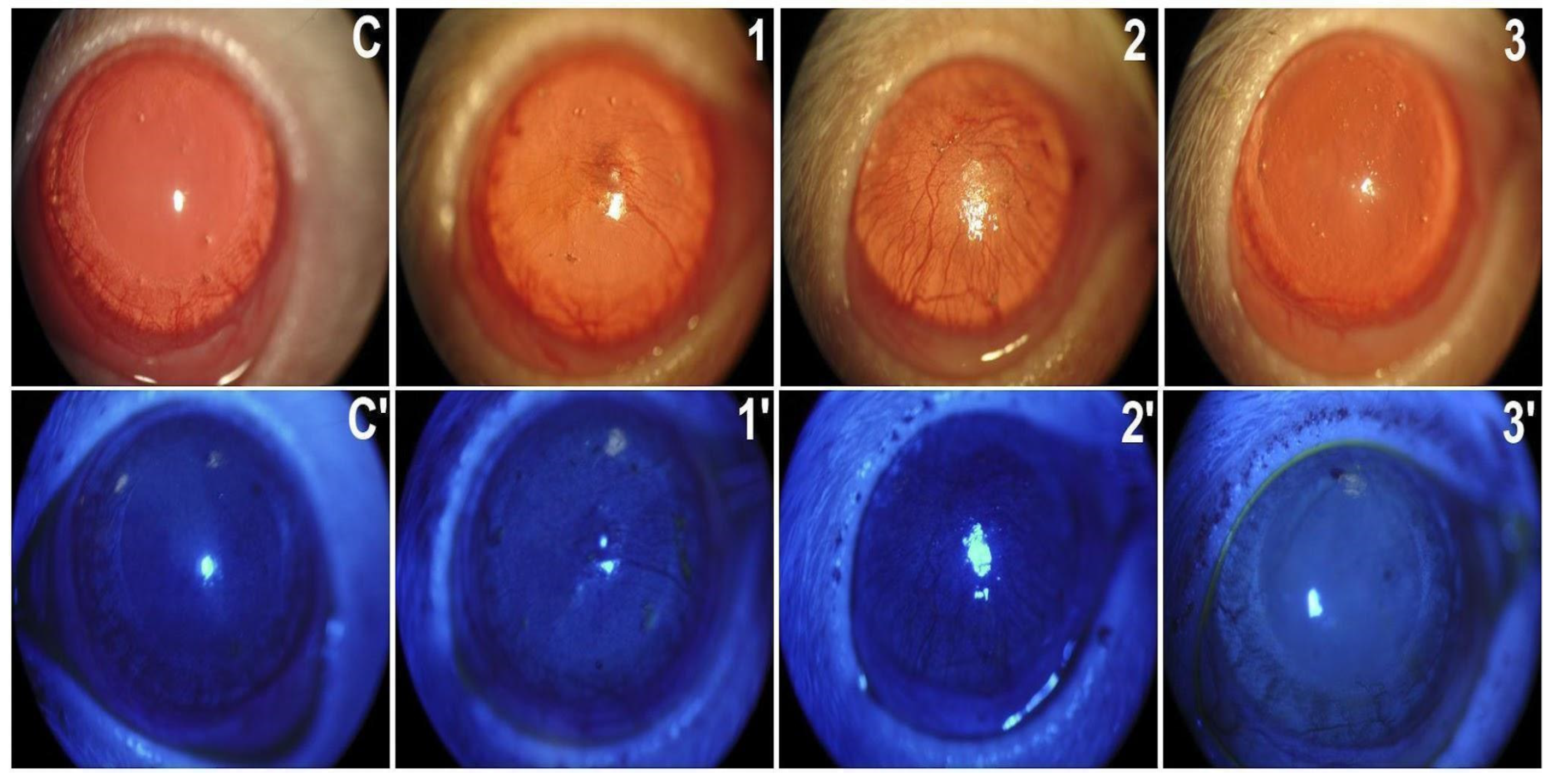 Preprints 104875 g001