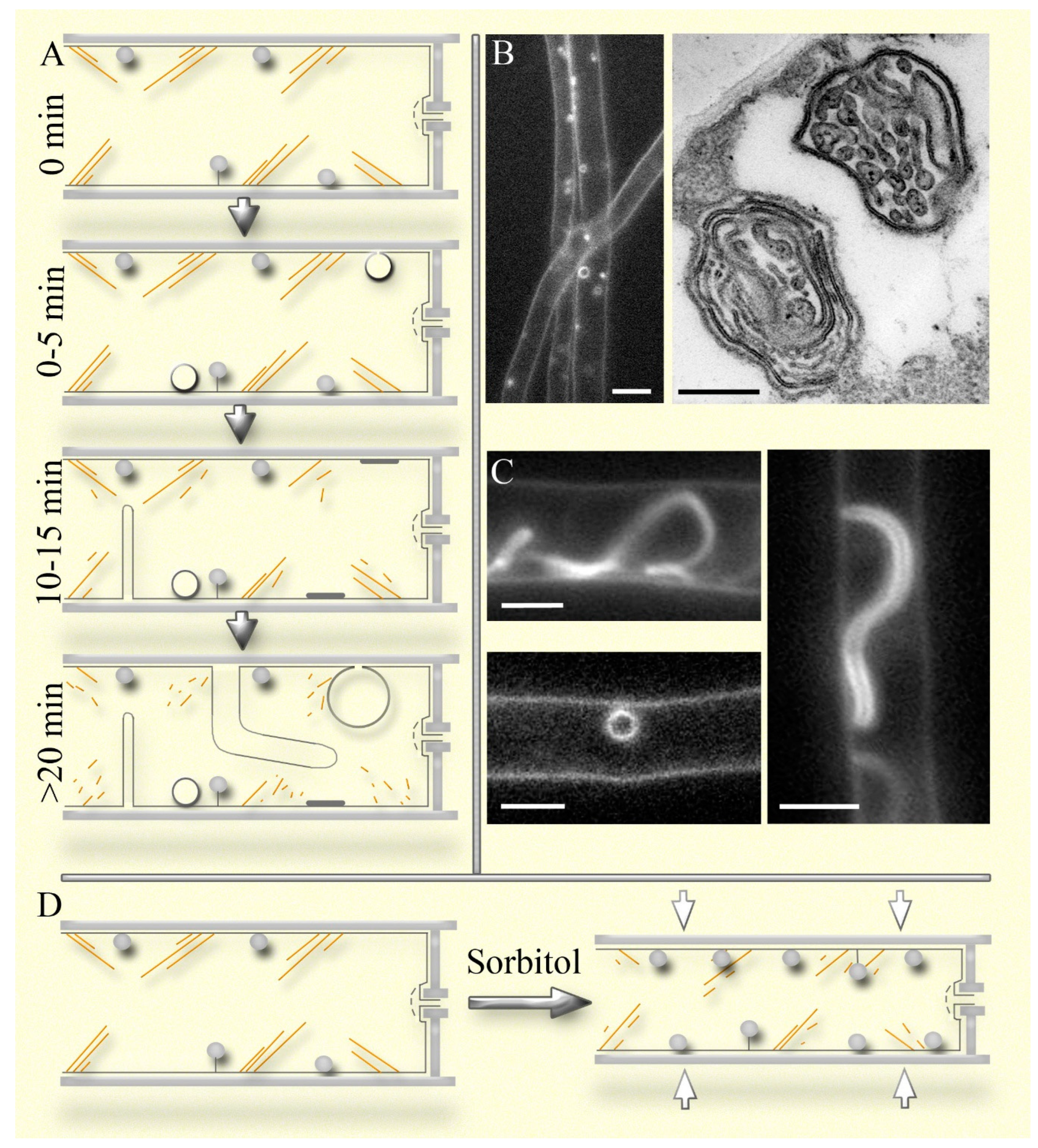 Preprints 141277 g002