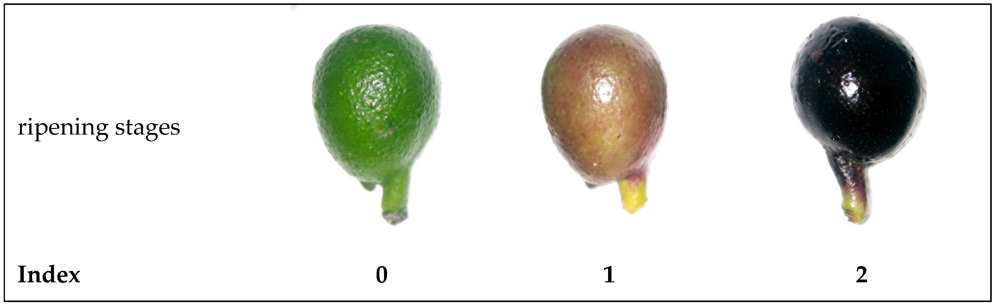 Preprints 187848 g001