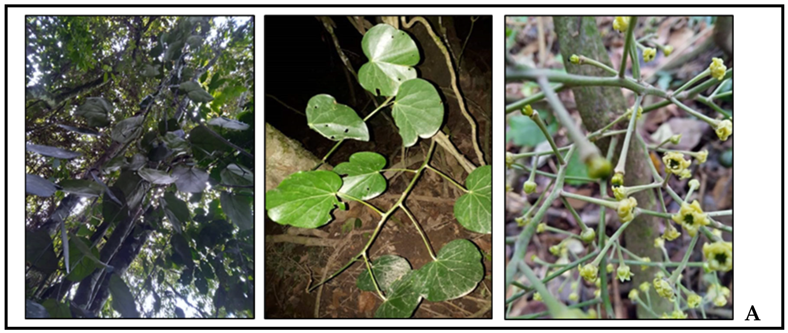 Preprints 187848 g002a