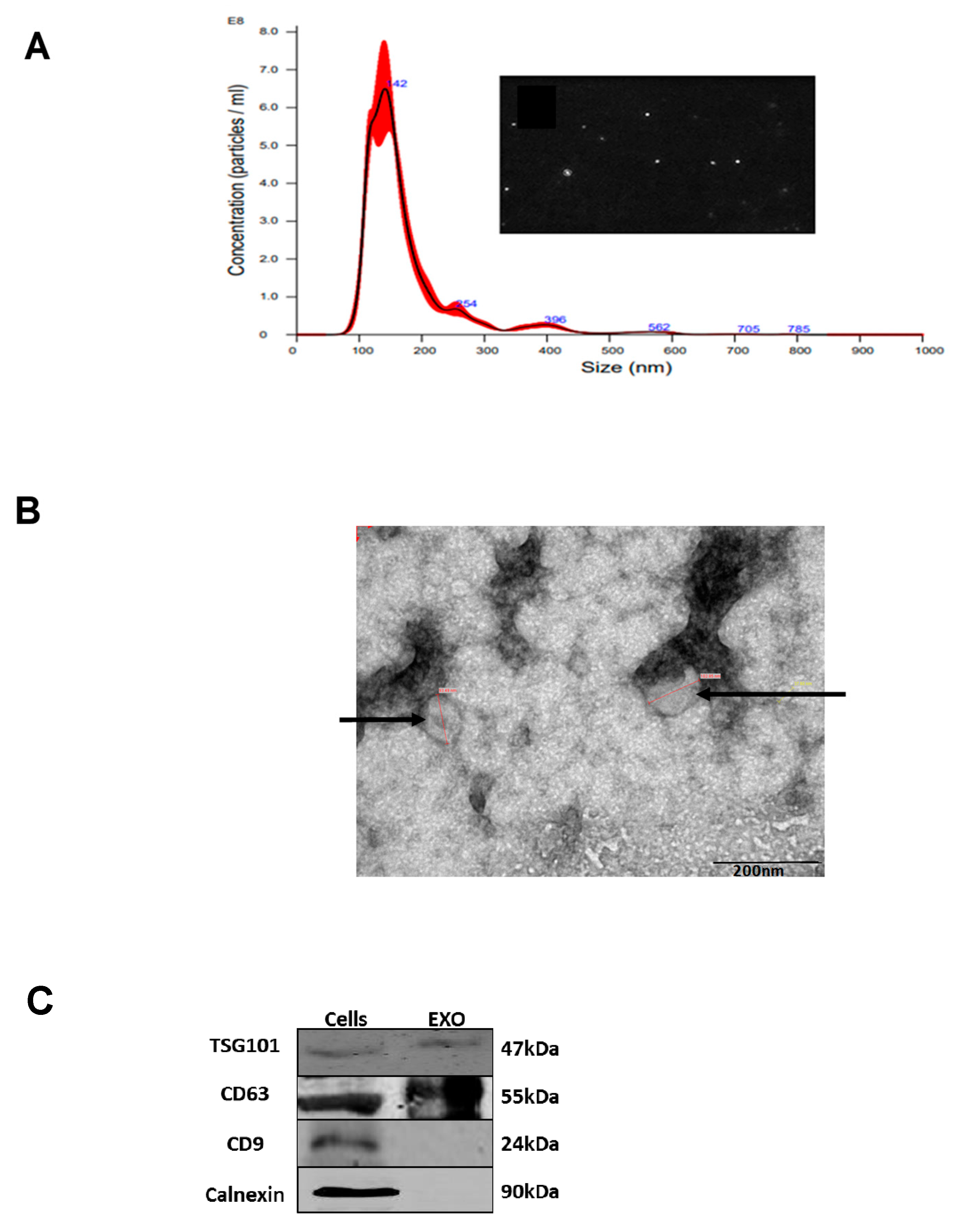 Preprints 166021 g001