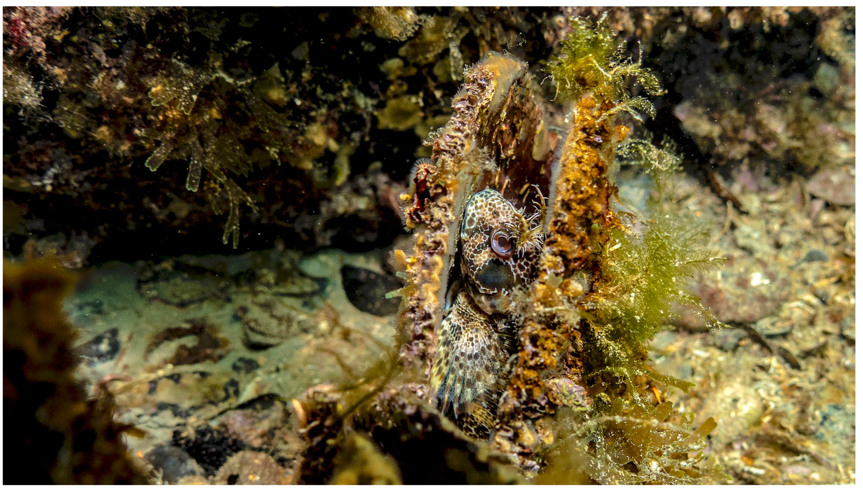 Preprints 106692 g005