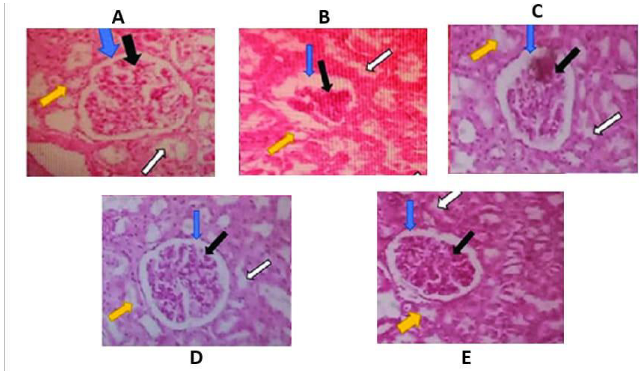 Preprints 188559 g006