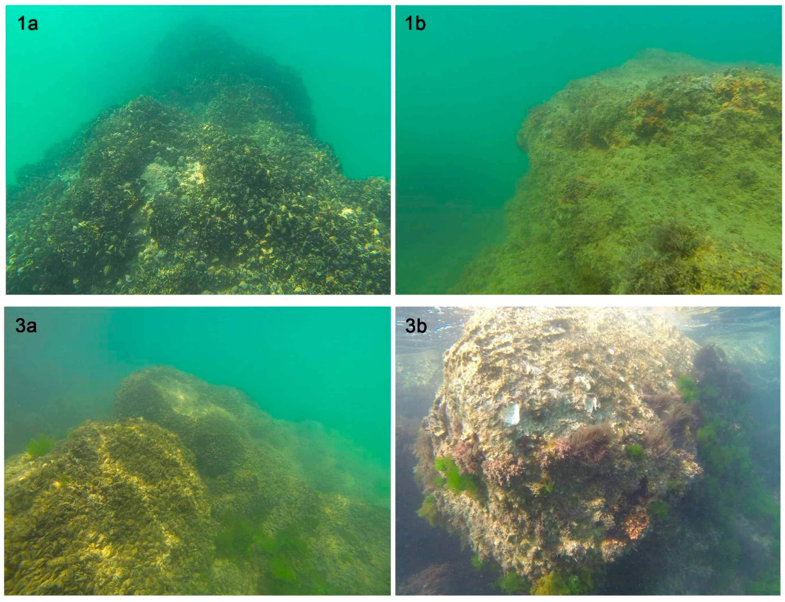 Preprints 84631 g004