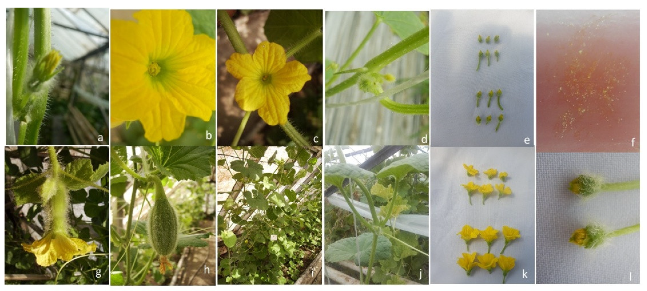 Preprints 187560 g004