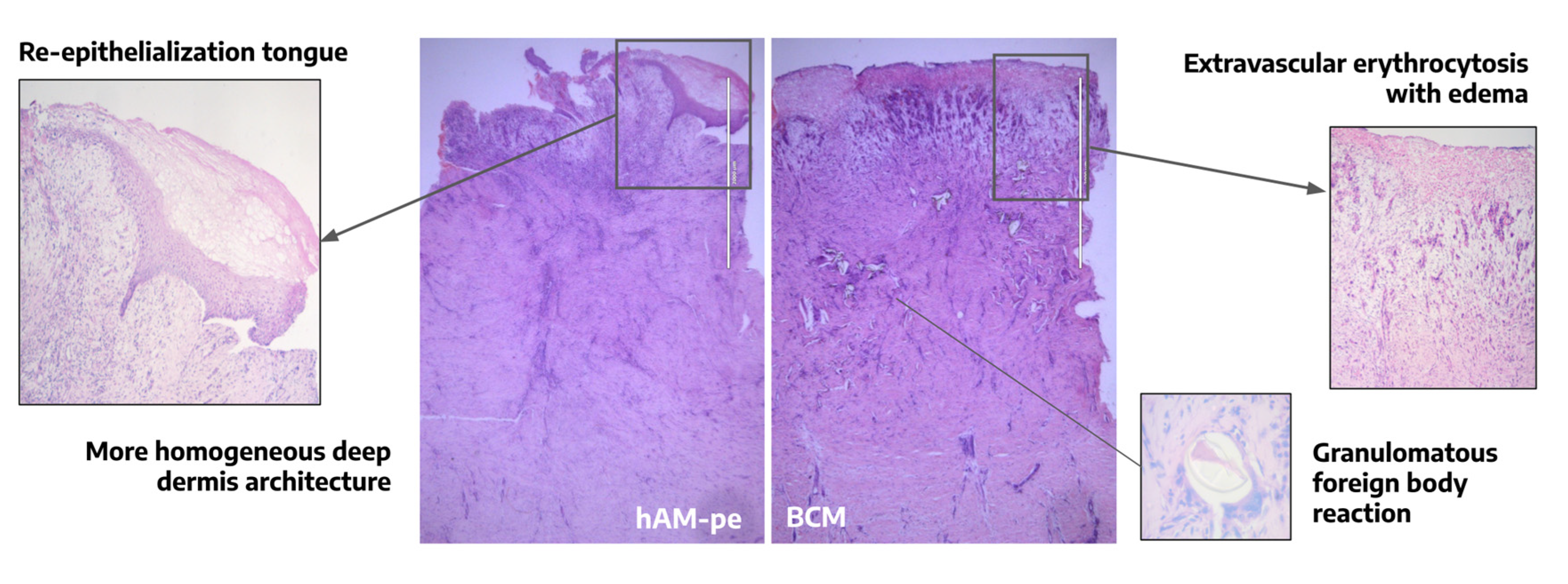 Preprints 155649 g003