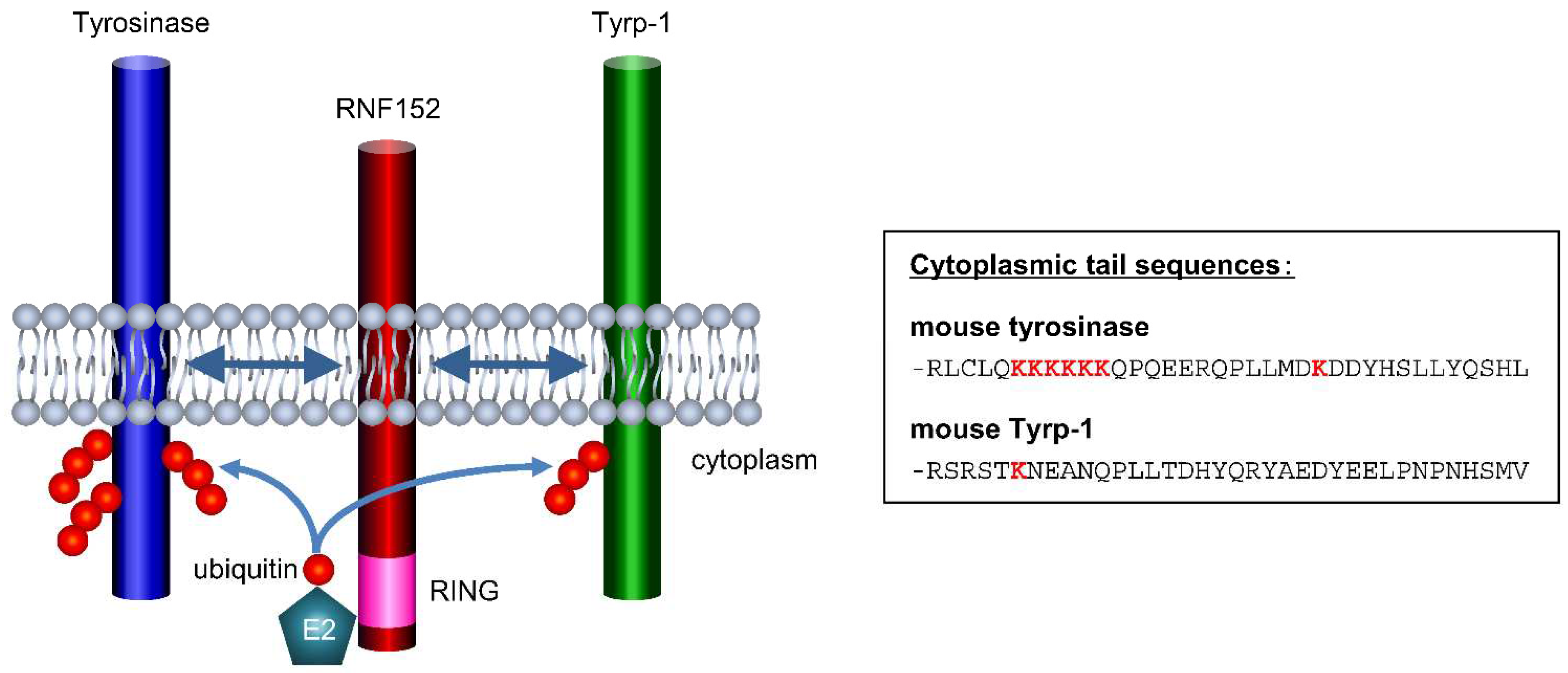 Preprints 92203 g007