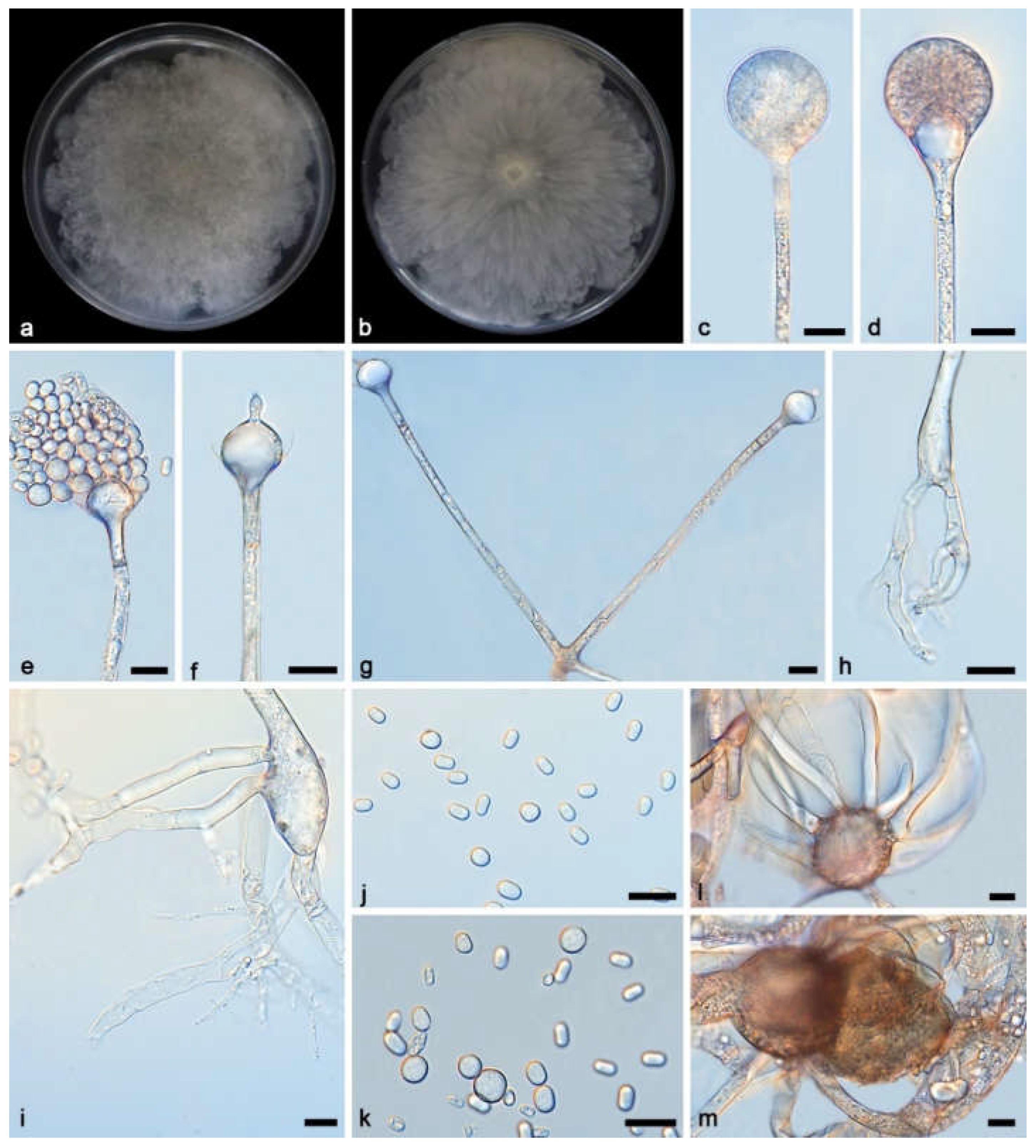 Preprints 155677 g003