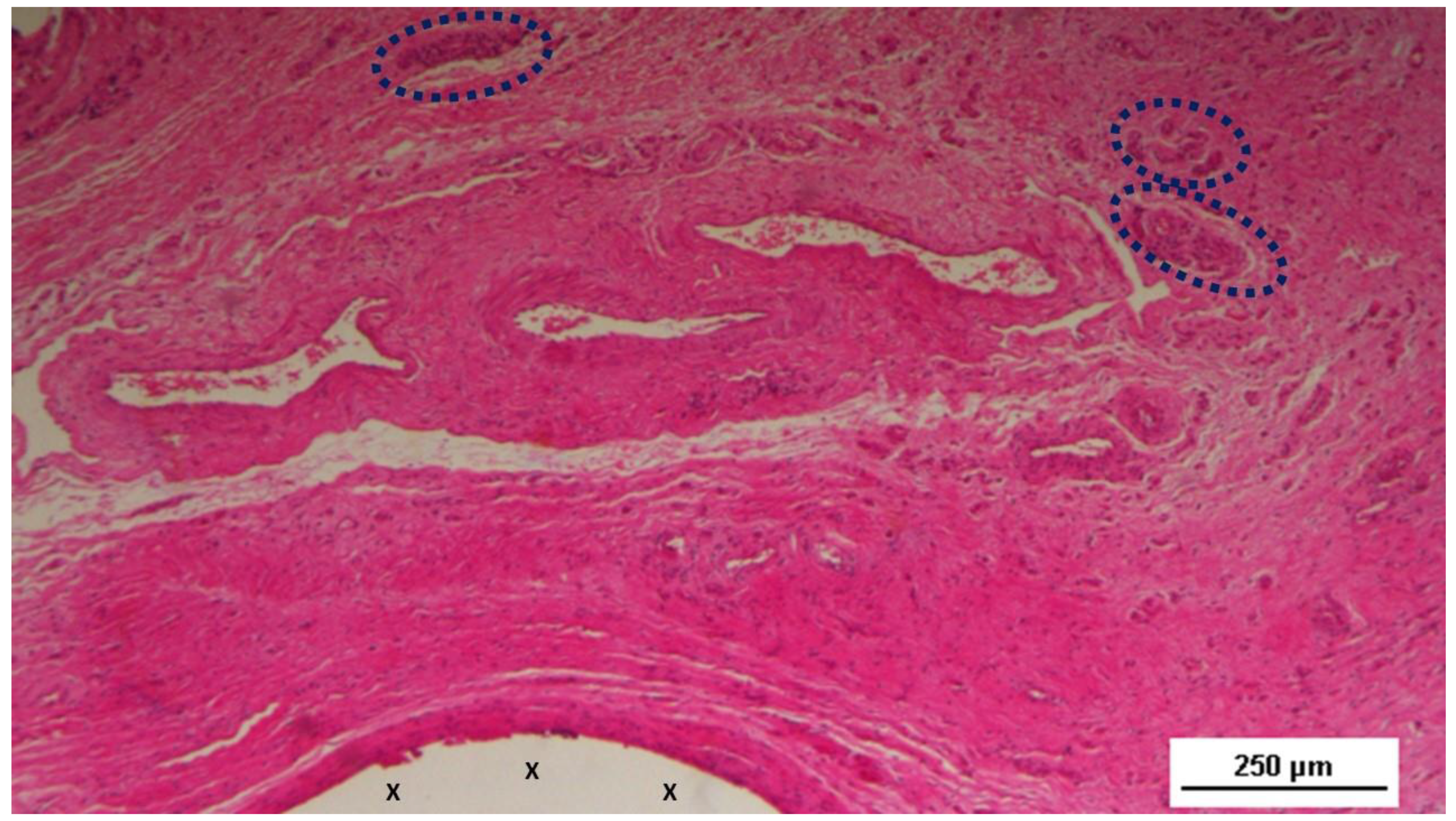 Preprints 144369 g003