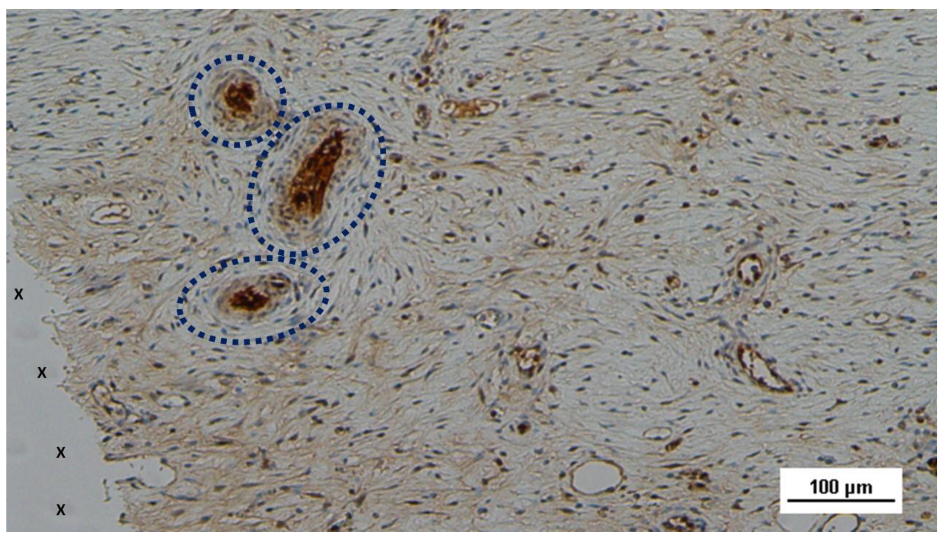 Preprints 144369 g004