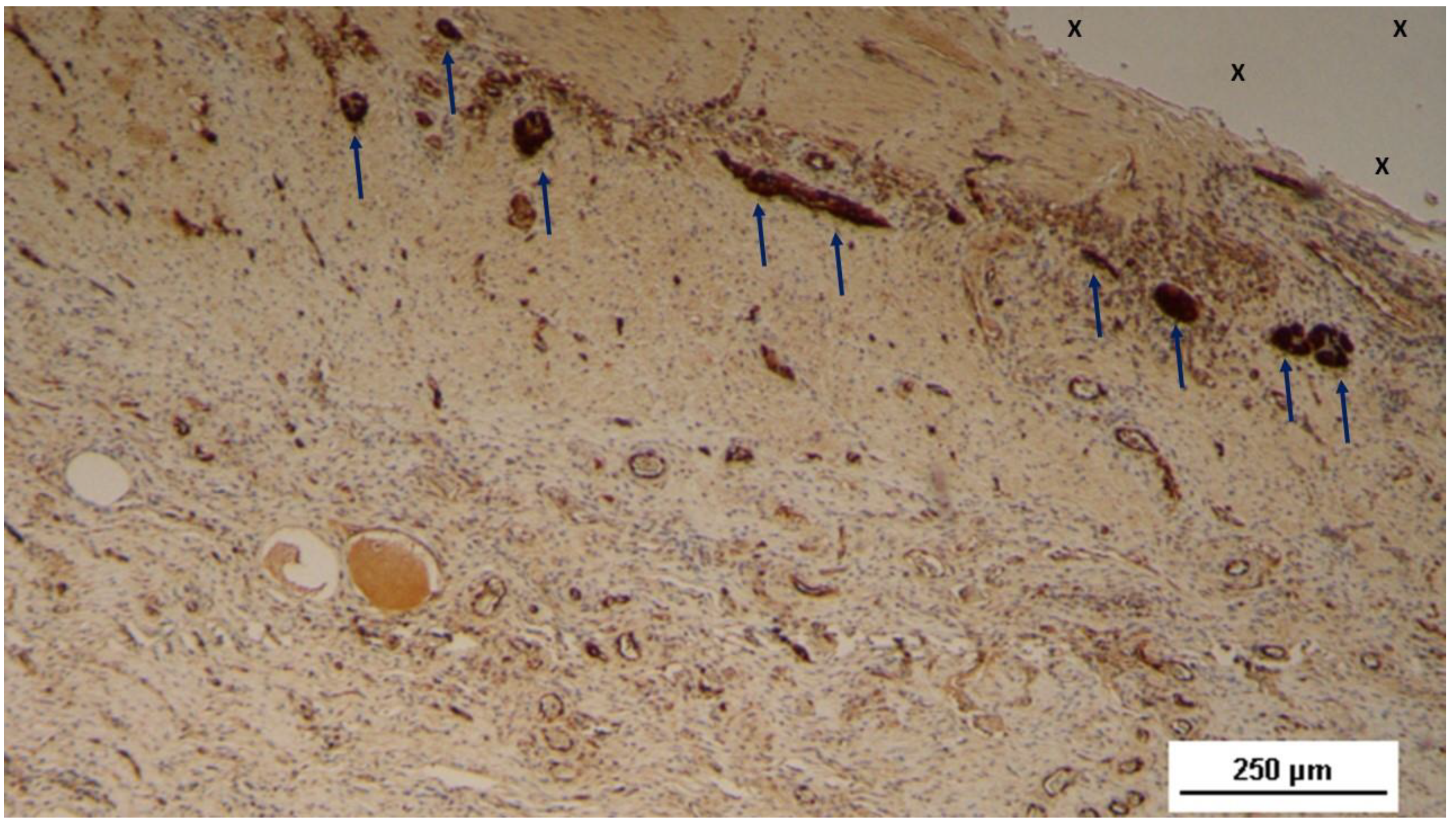 Preprints 144369 g005
