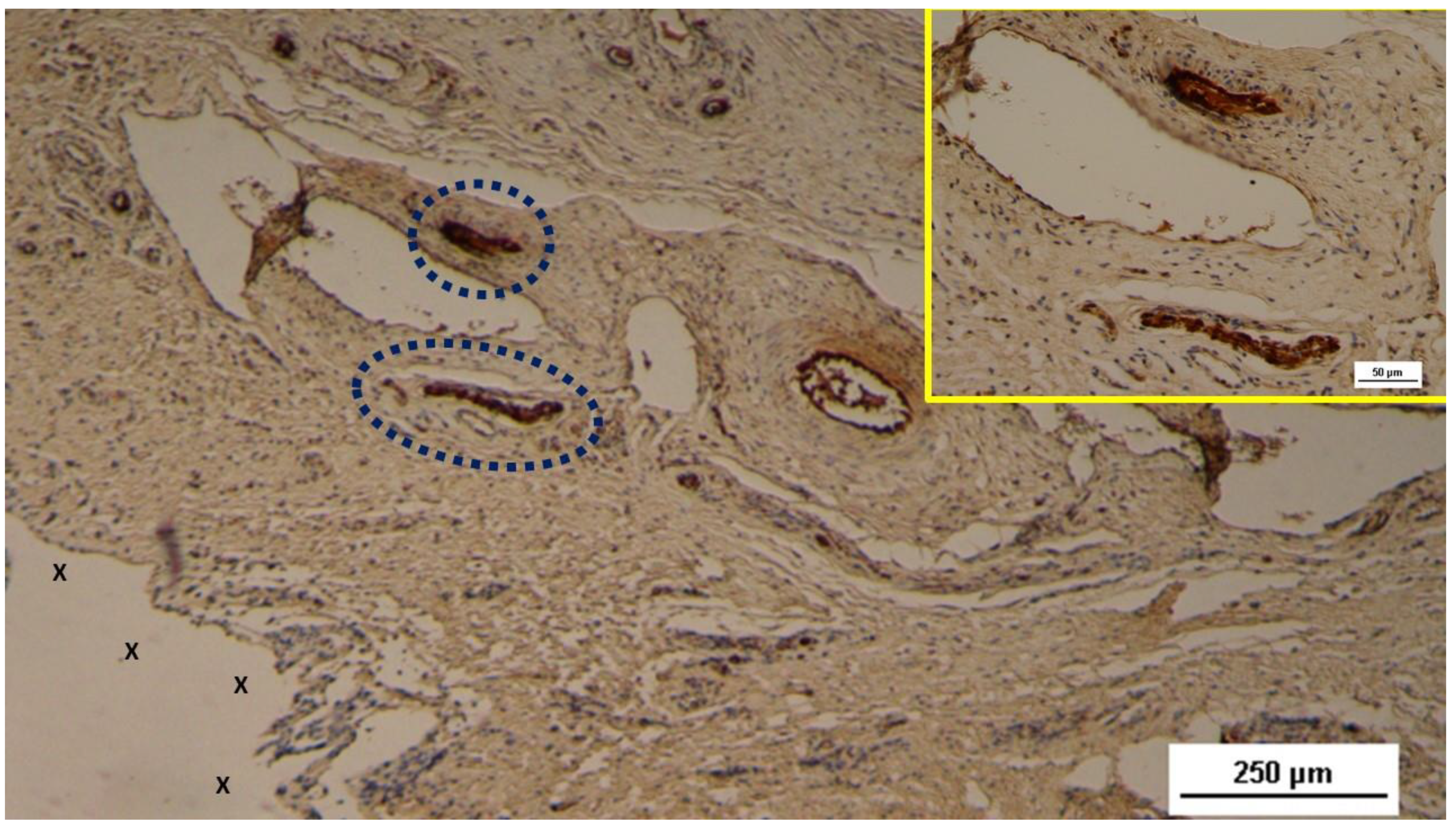 Preprints 144369 g006