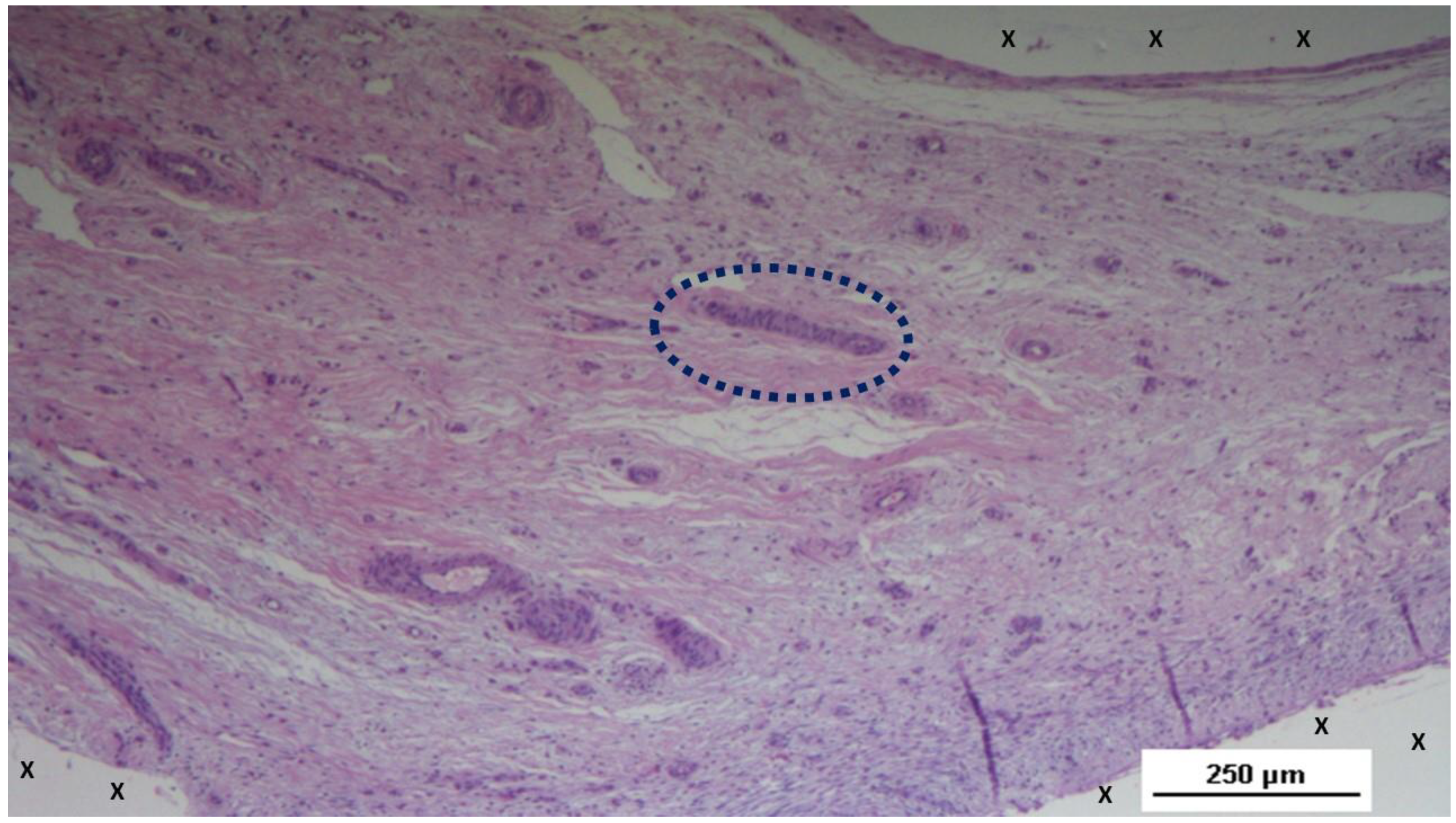 Preprints 144369 g007
