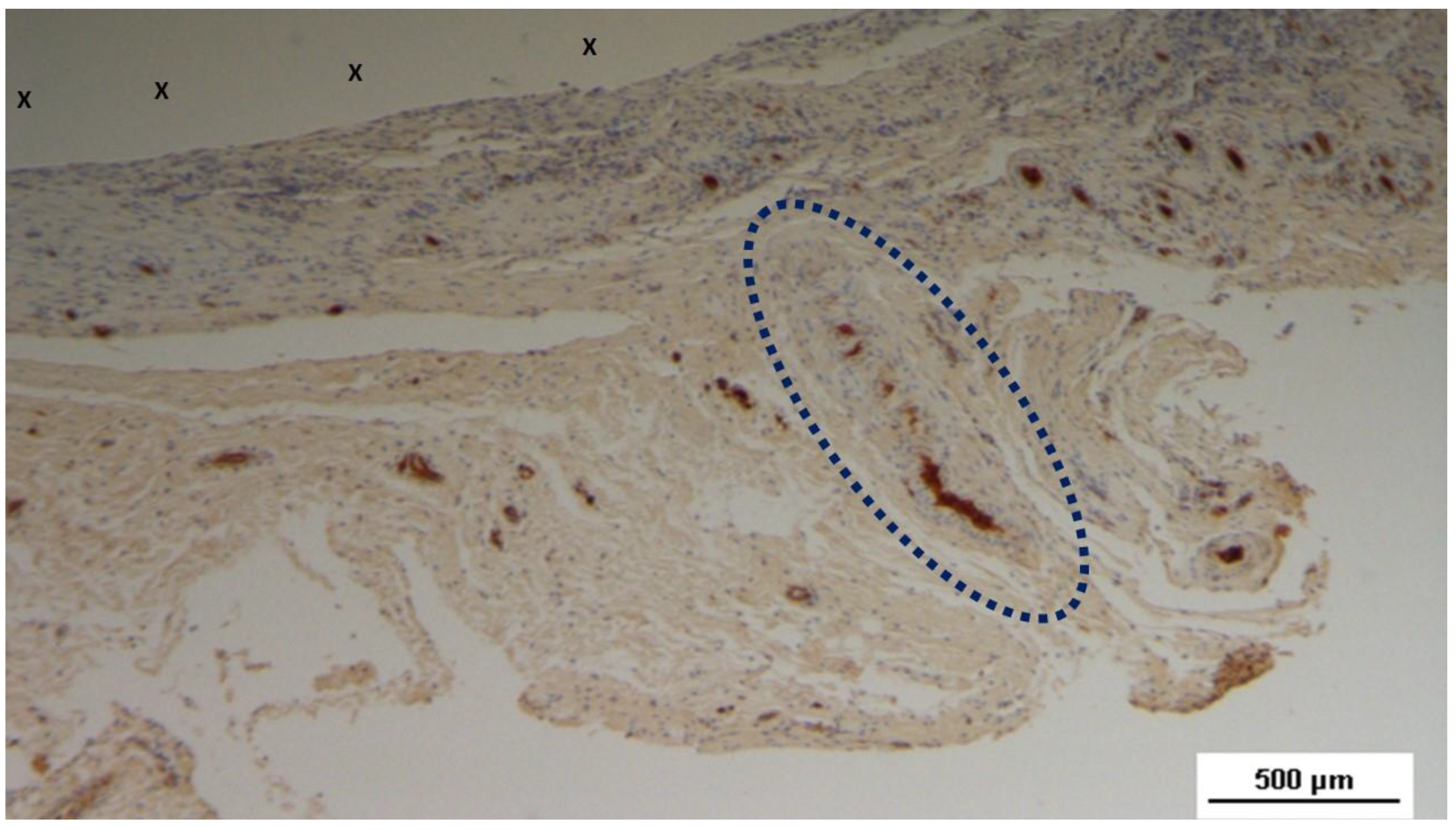 Preprints 144369 g008