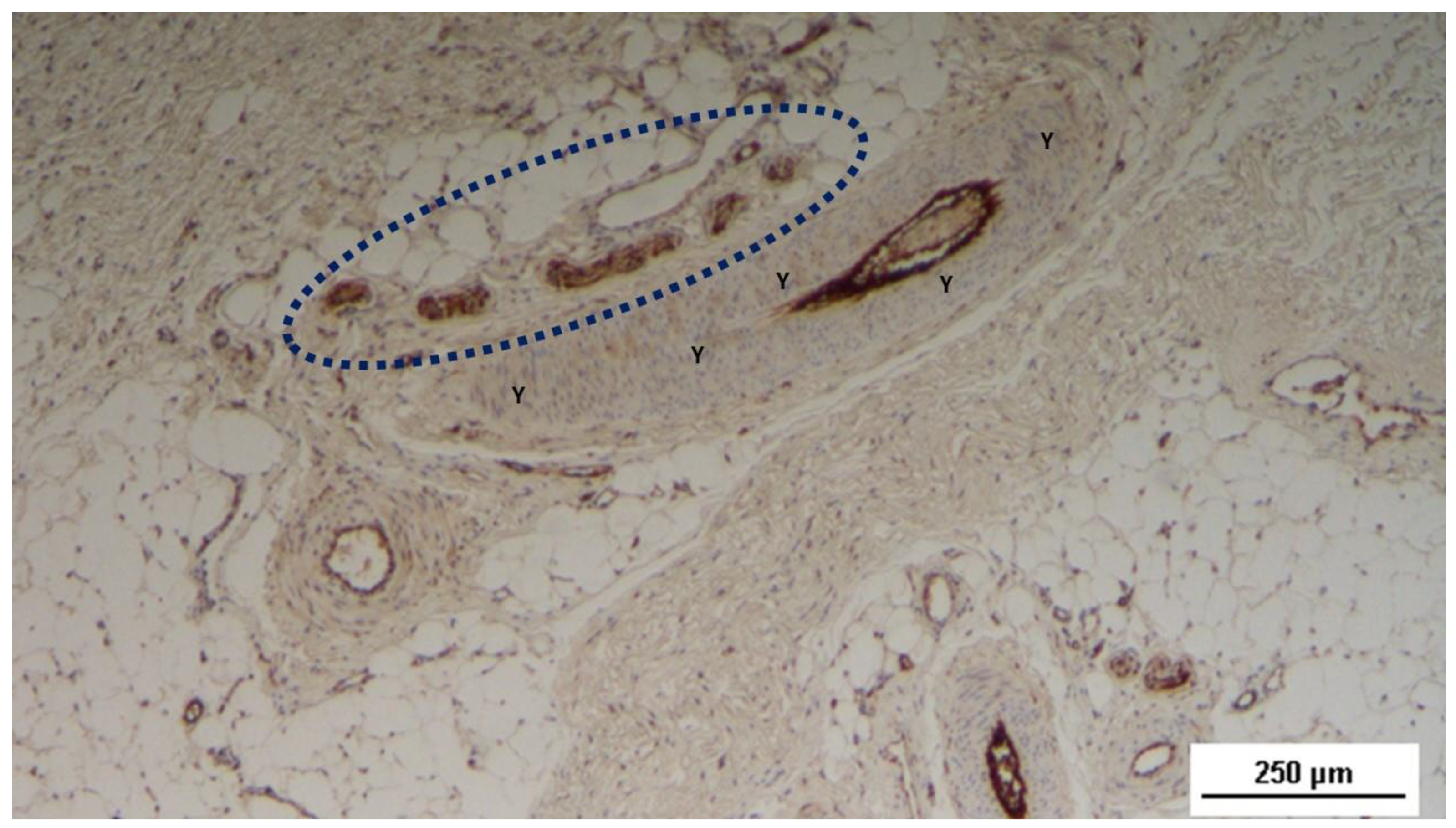 Preprints 144369 g009