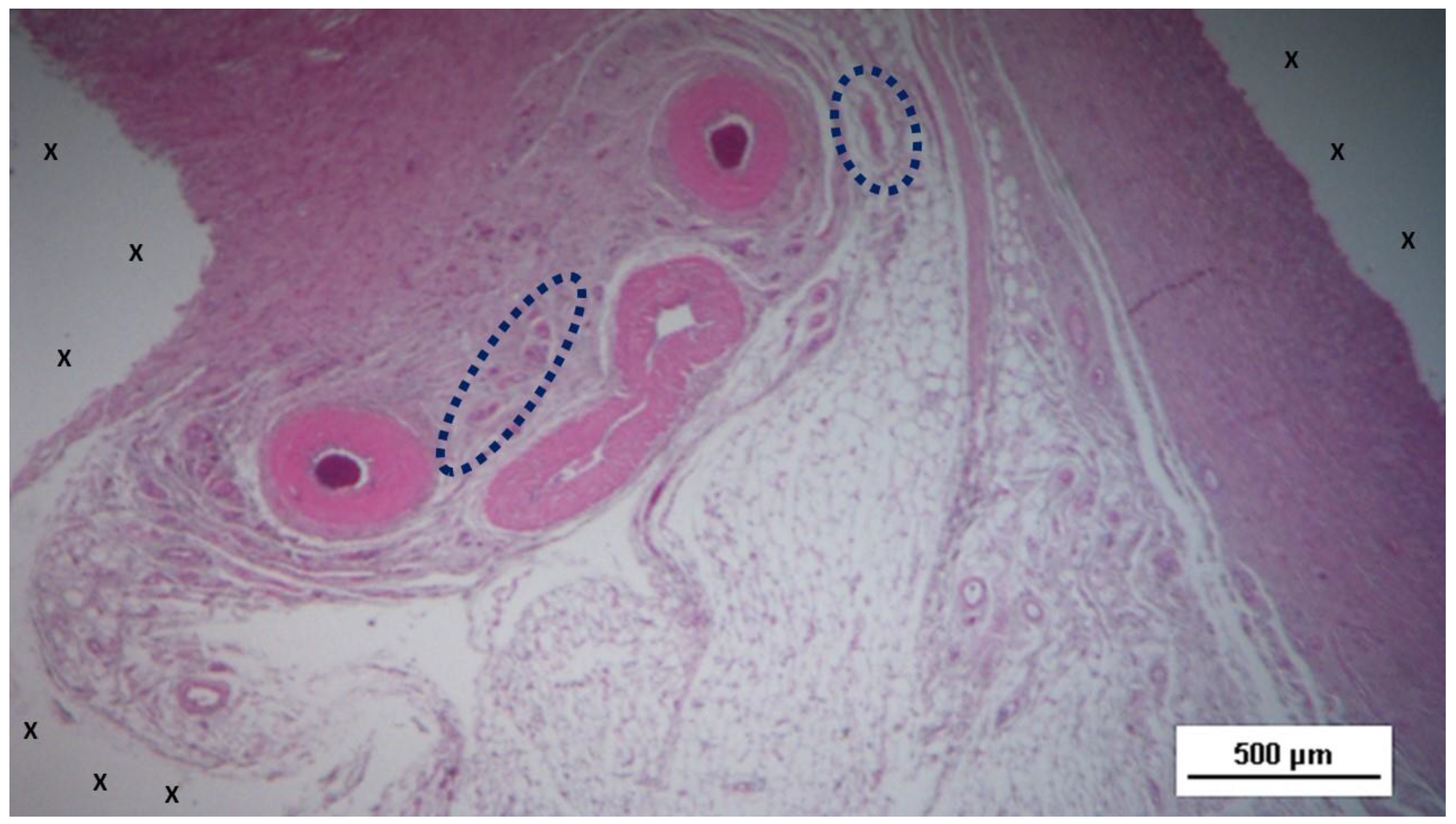 Preprints 144369 g011