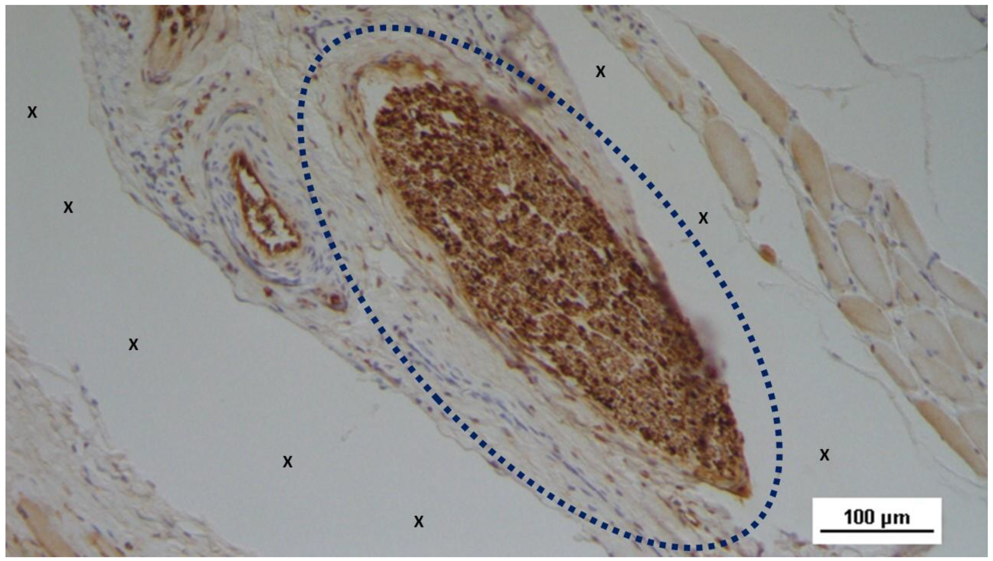 Preprints 144369 g012