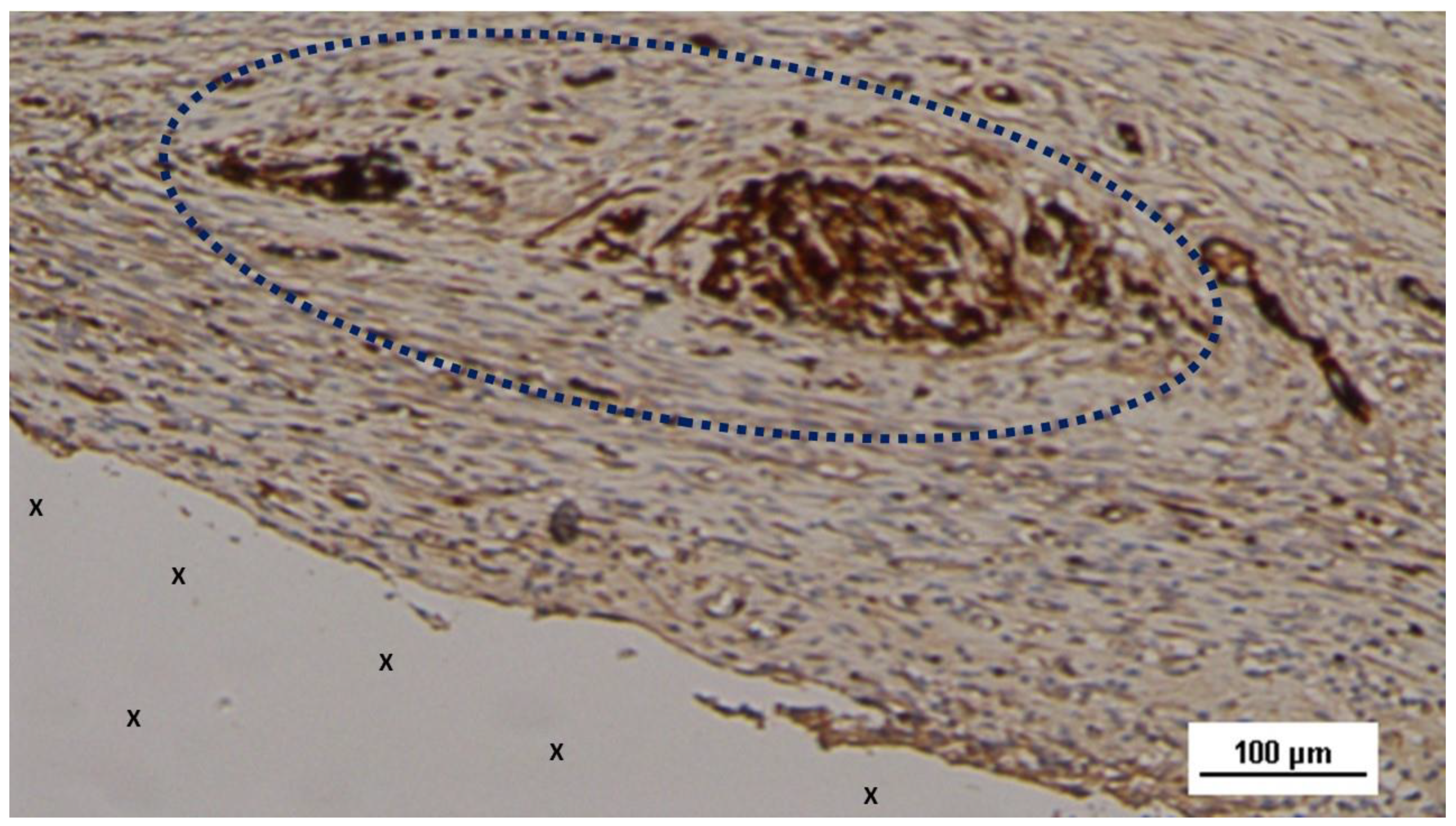 Preprints 144369 g013