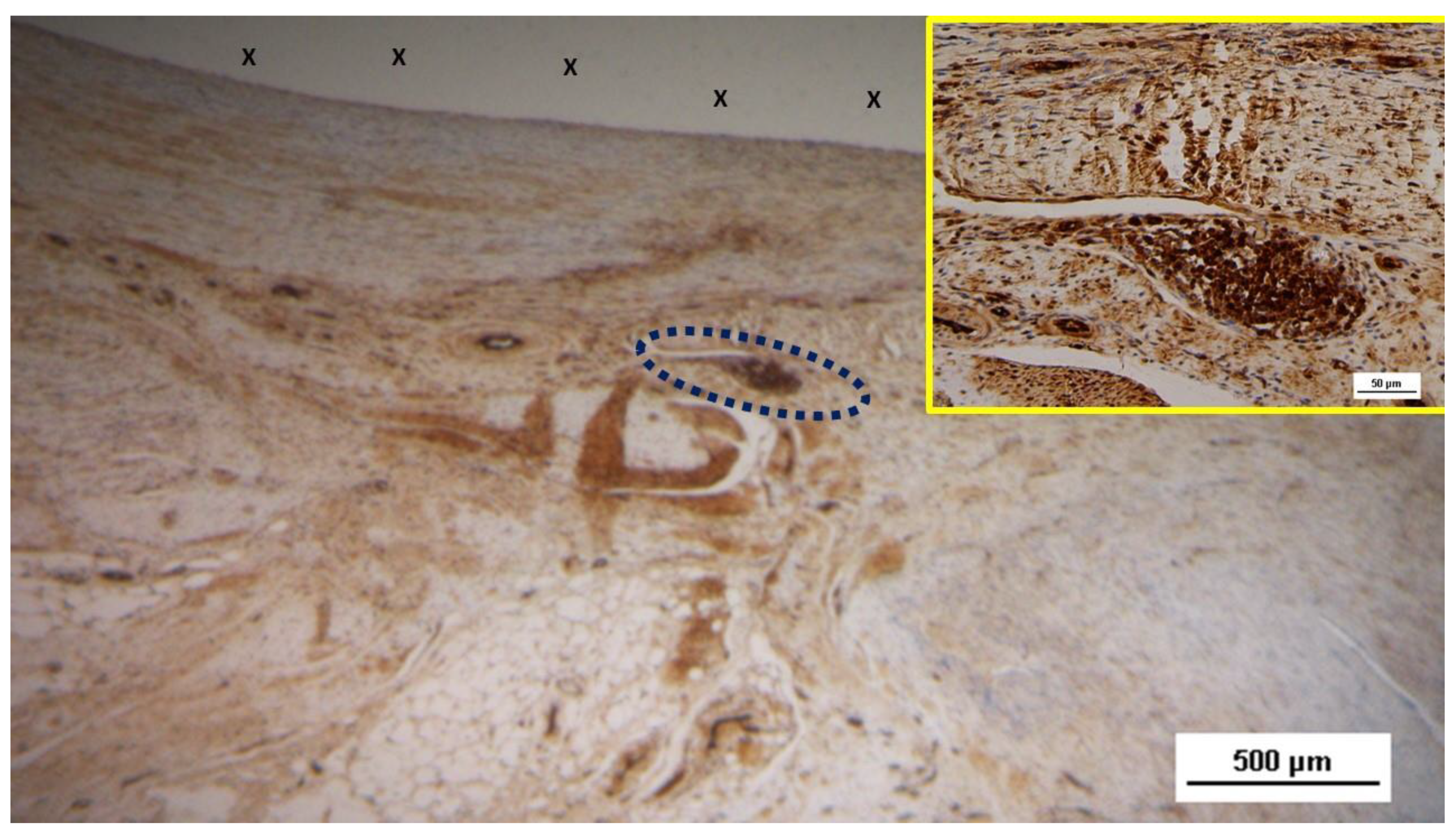 Preprints 144369 g014