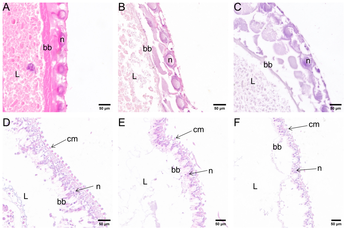 Preprints 218004 g003 Preprints 218004 g003