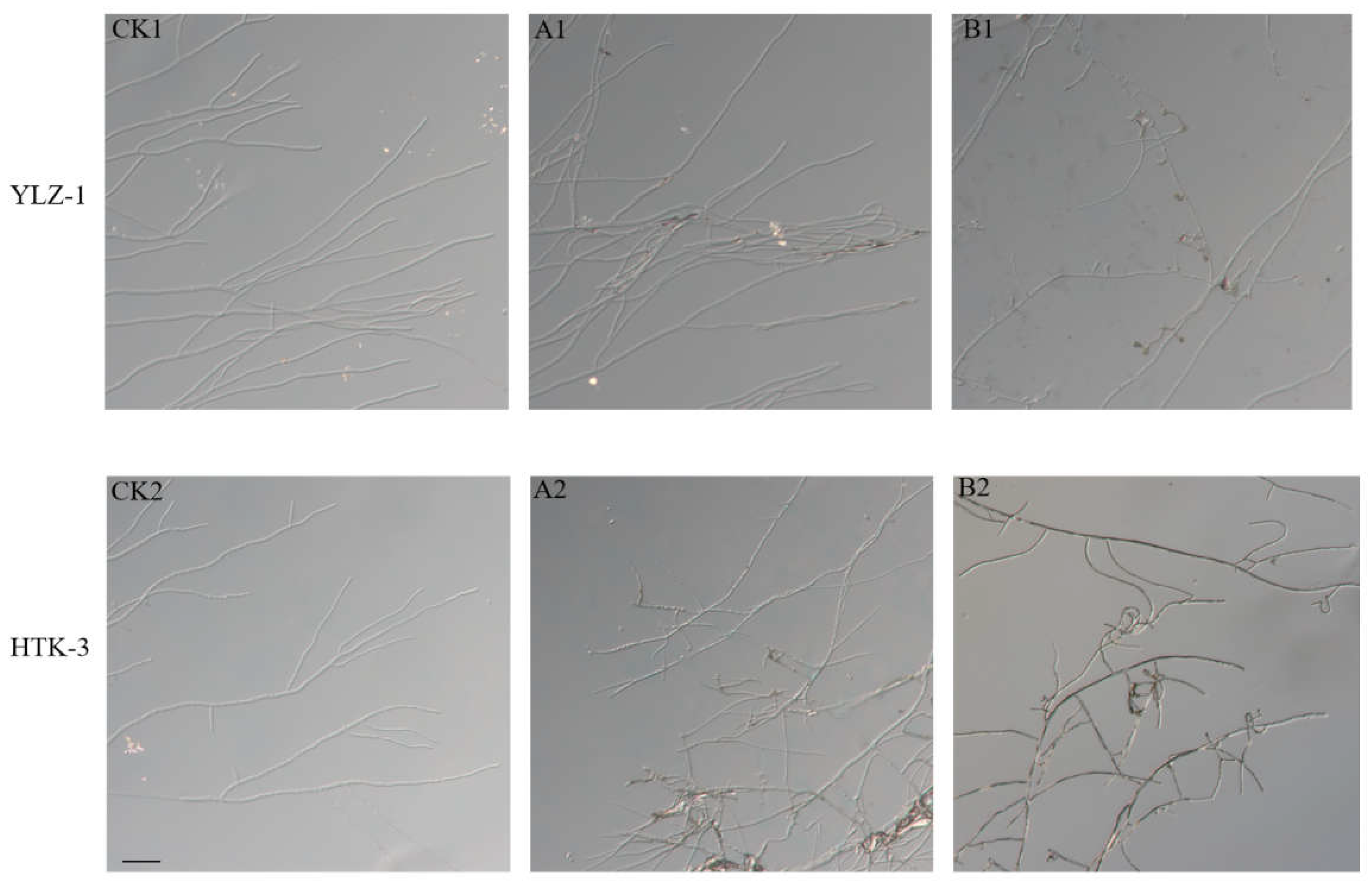 Preprints 209701 g003