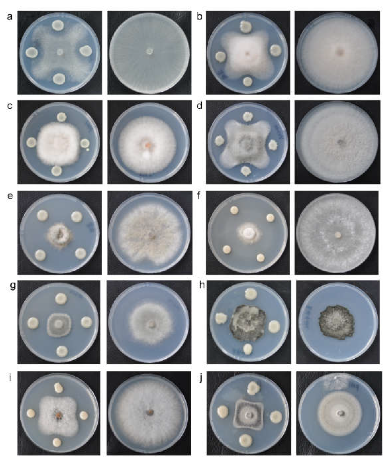 Preprints 209701 g005