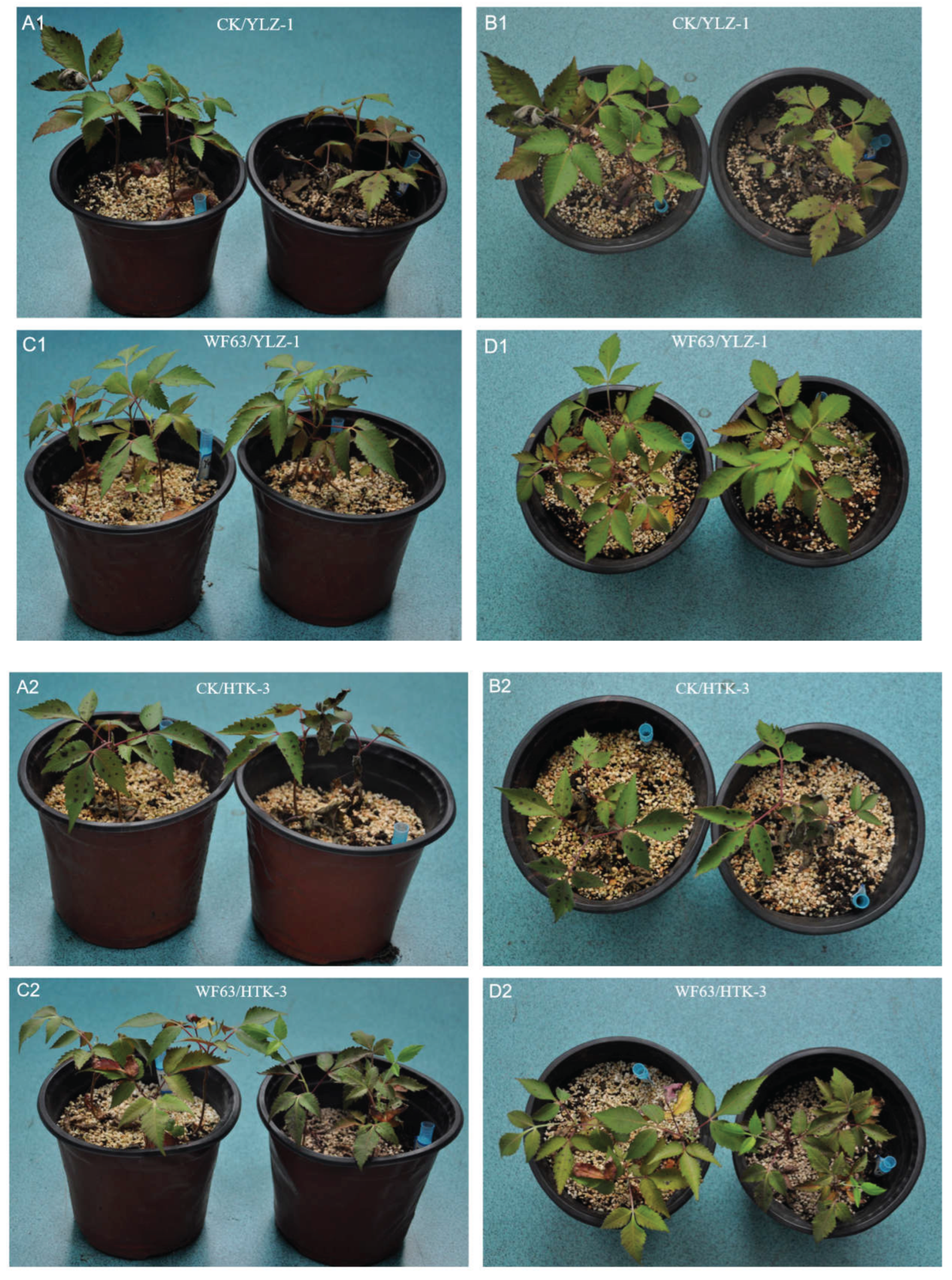 Preprints 209701 g007